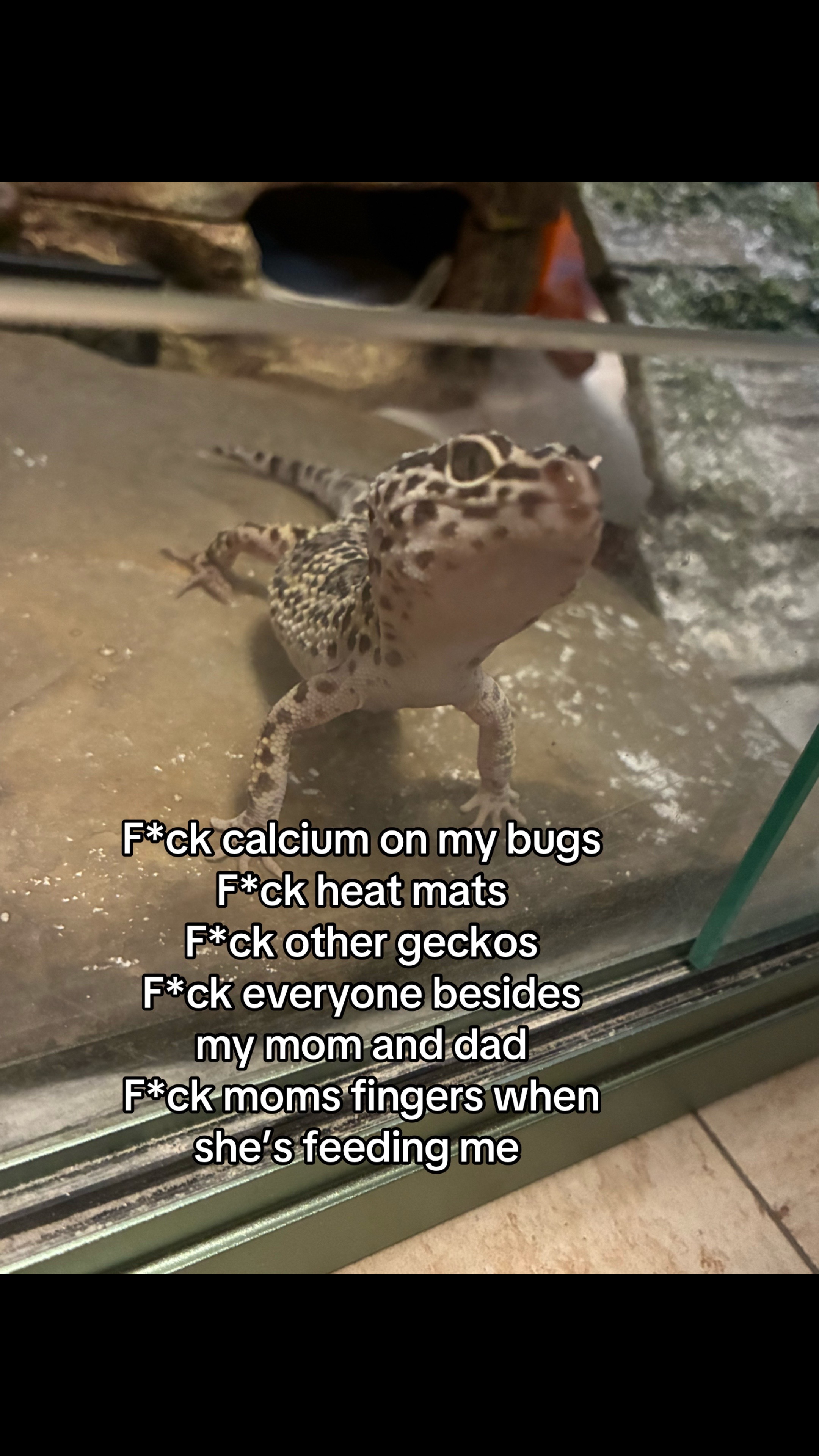 @Mika🦎