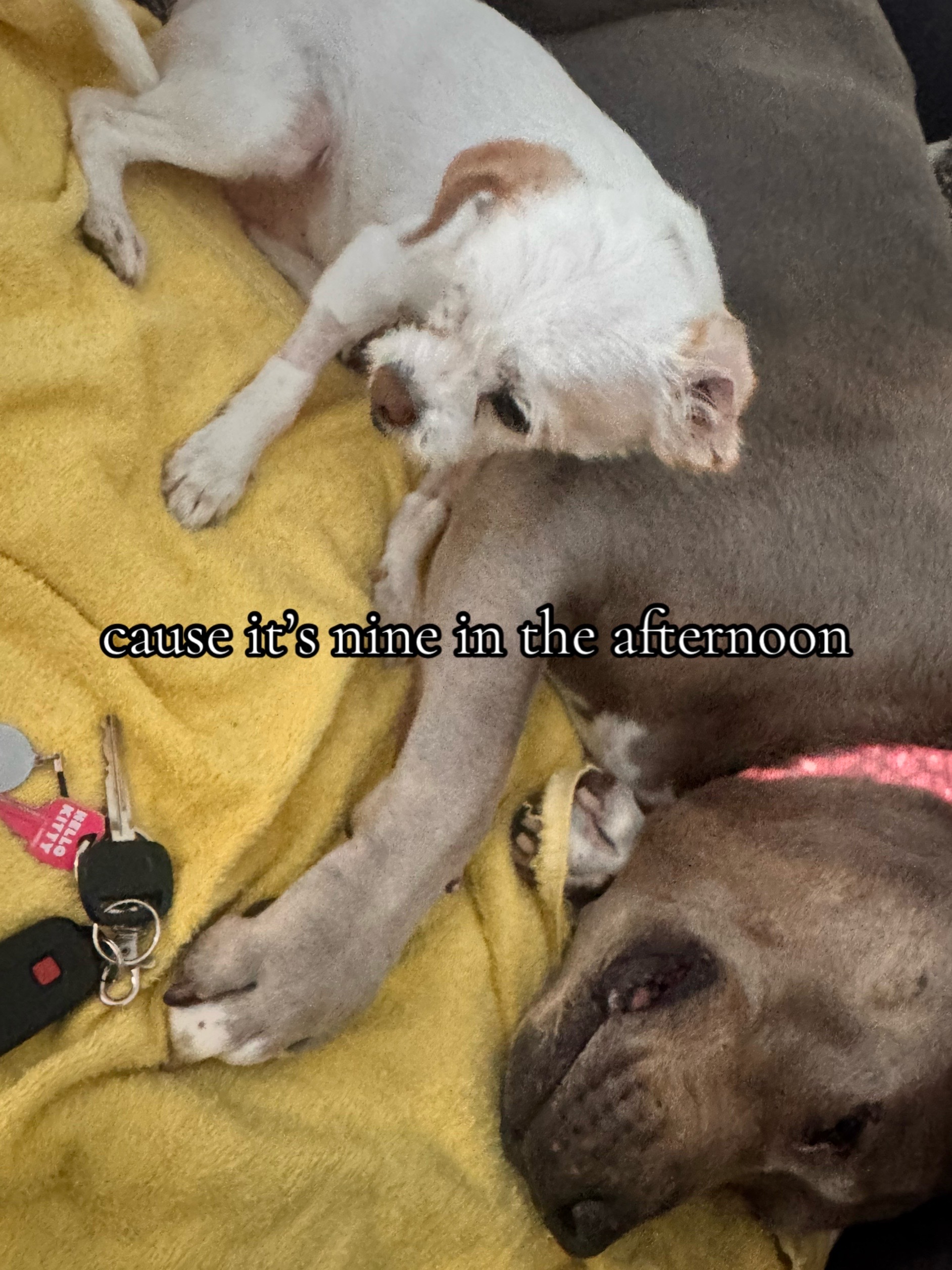 @𝐅𝐞𓆝 𓆟 𓆞