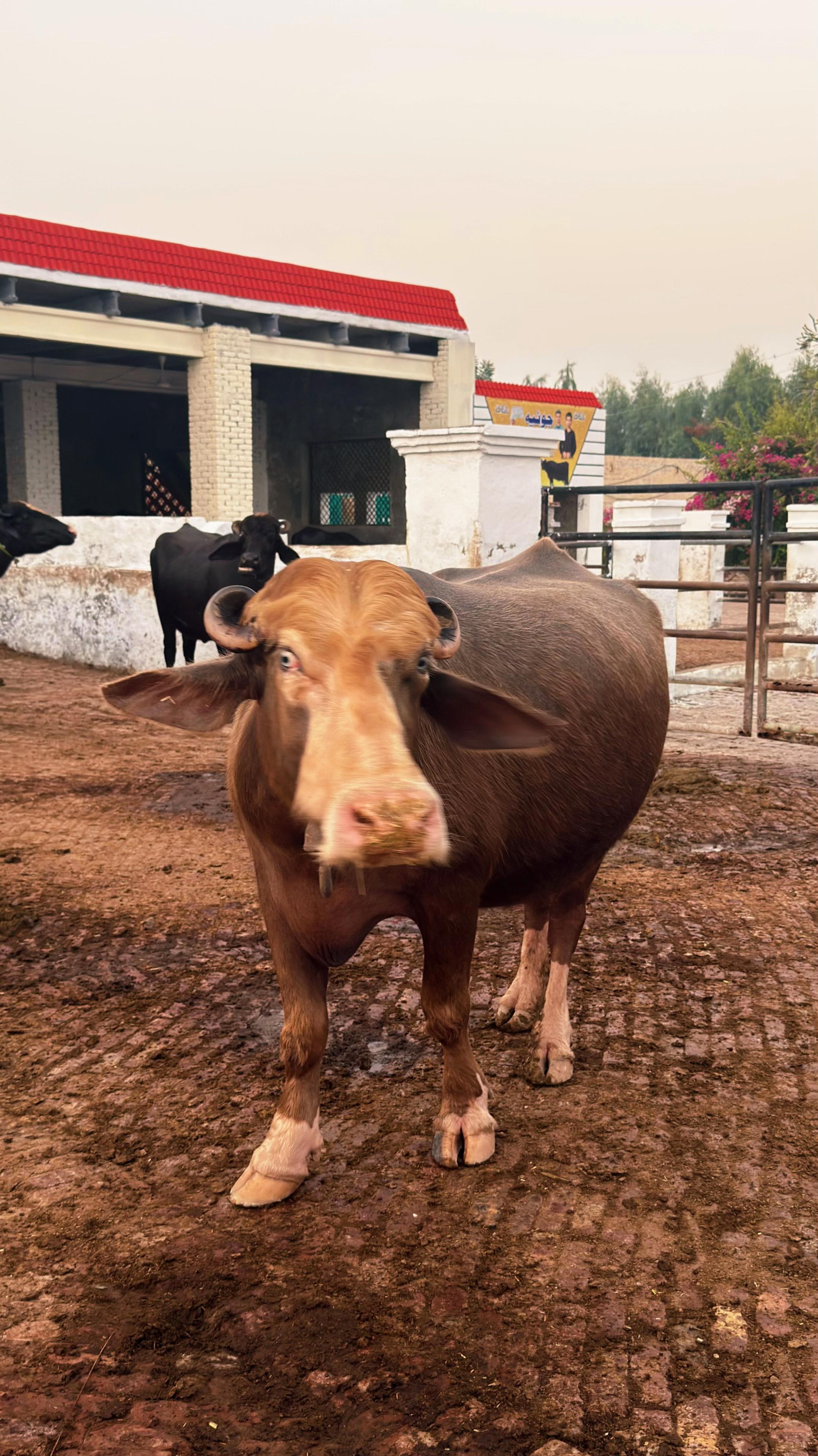 @Joyia livestock farm house 222