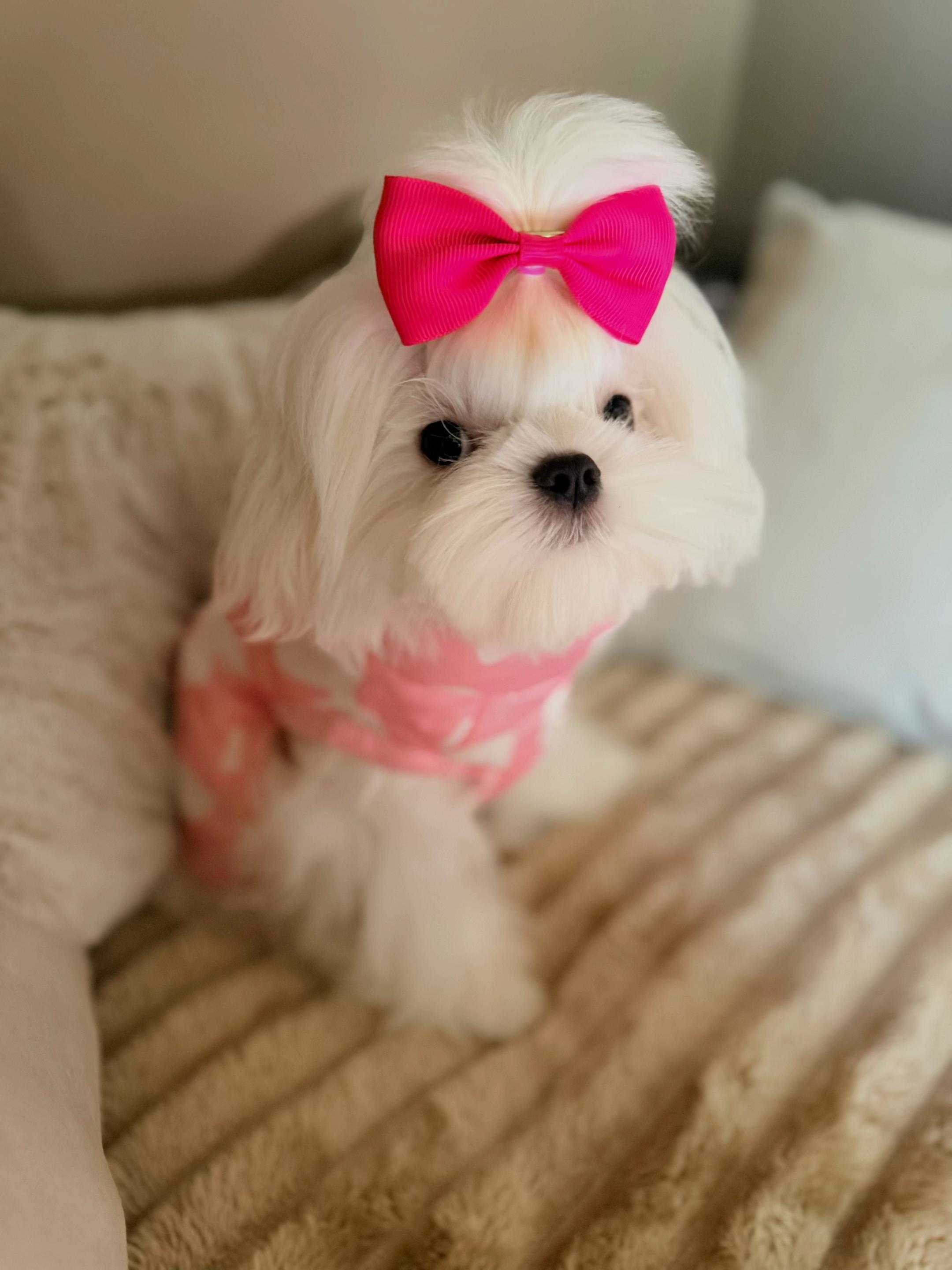 @Bambelina Maltese
