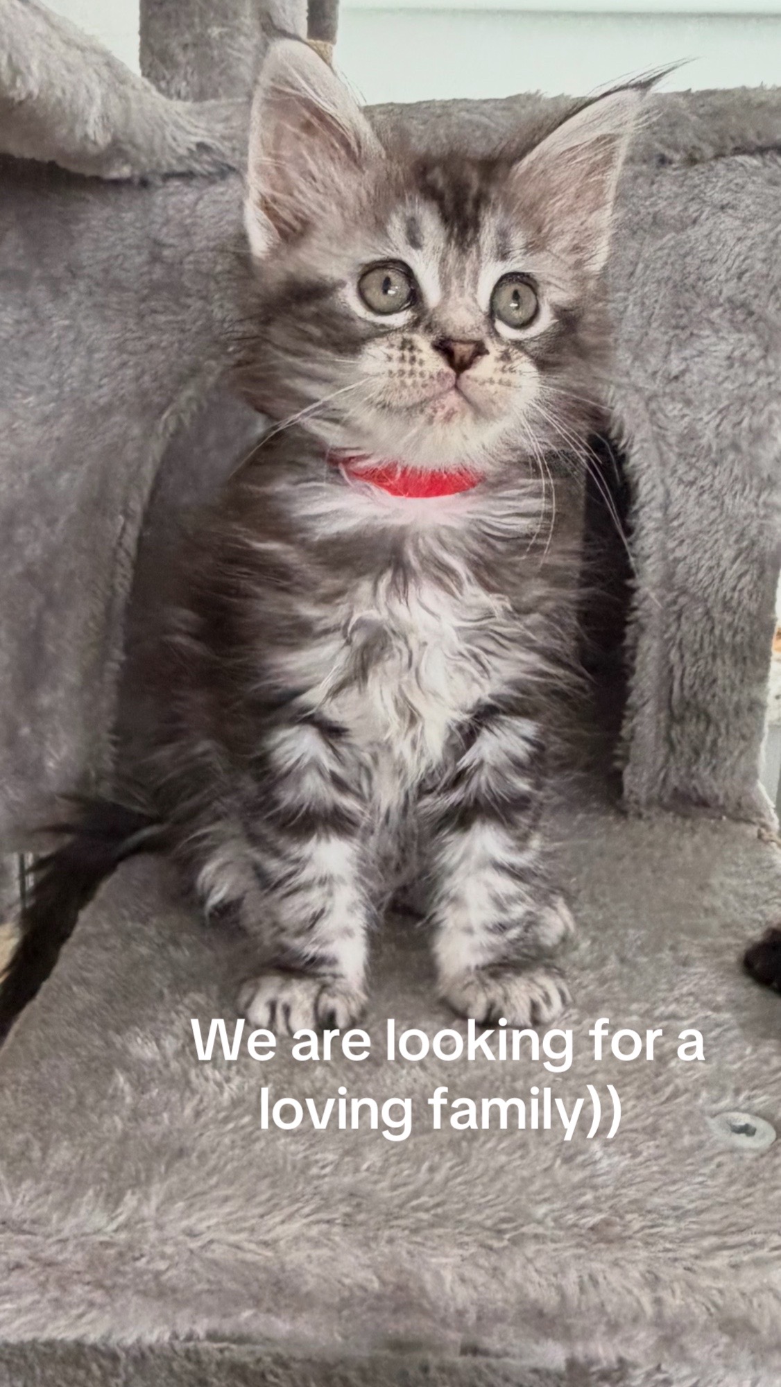@Maine coon kittens