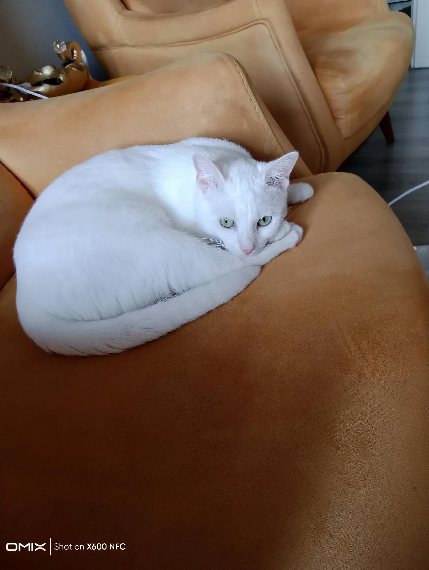@Ali gül