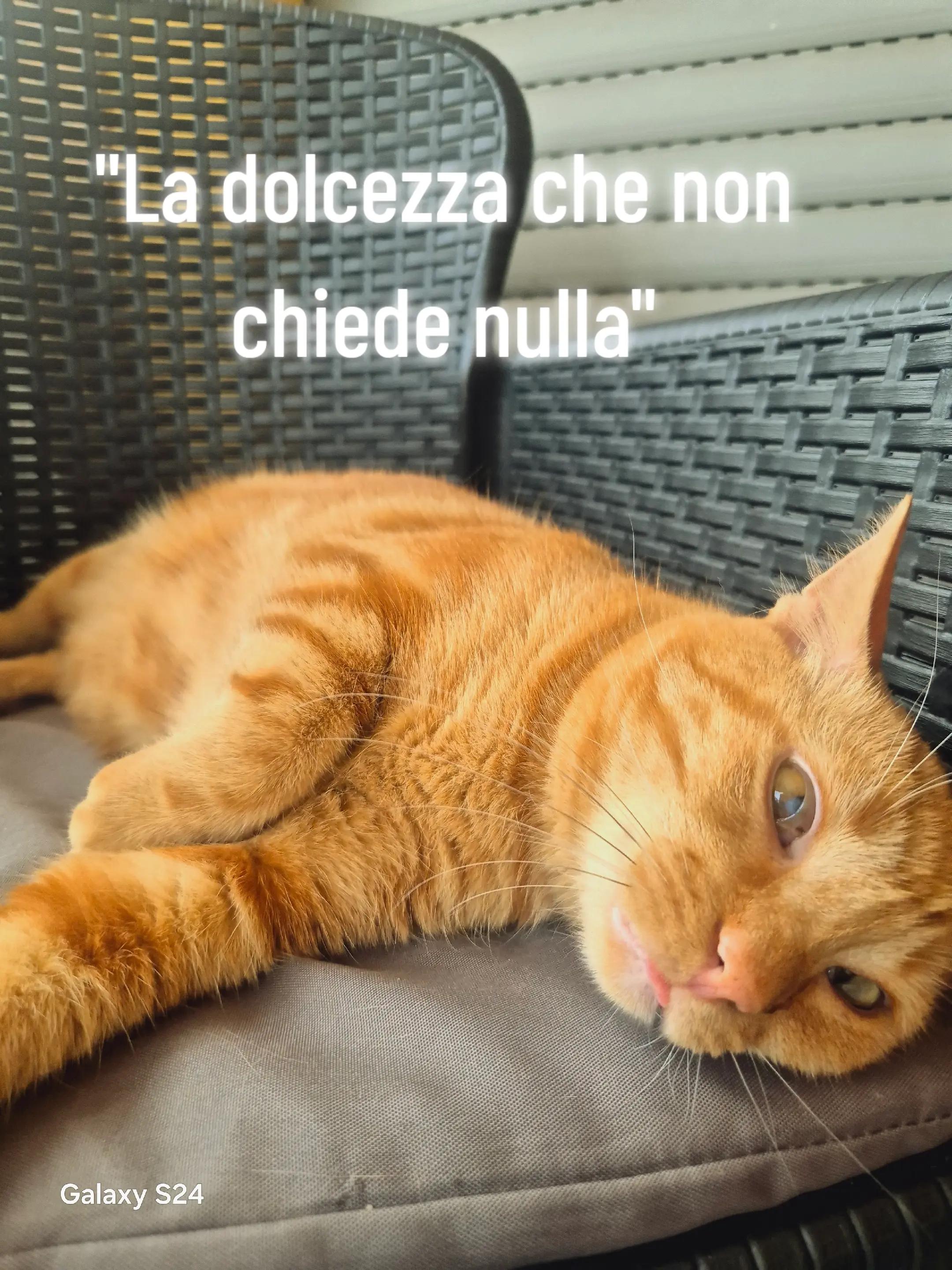 @Angela Carnevale 75