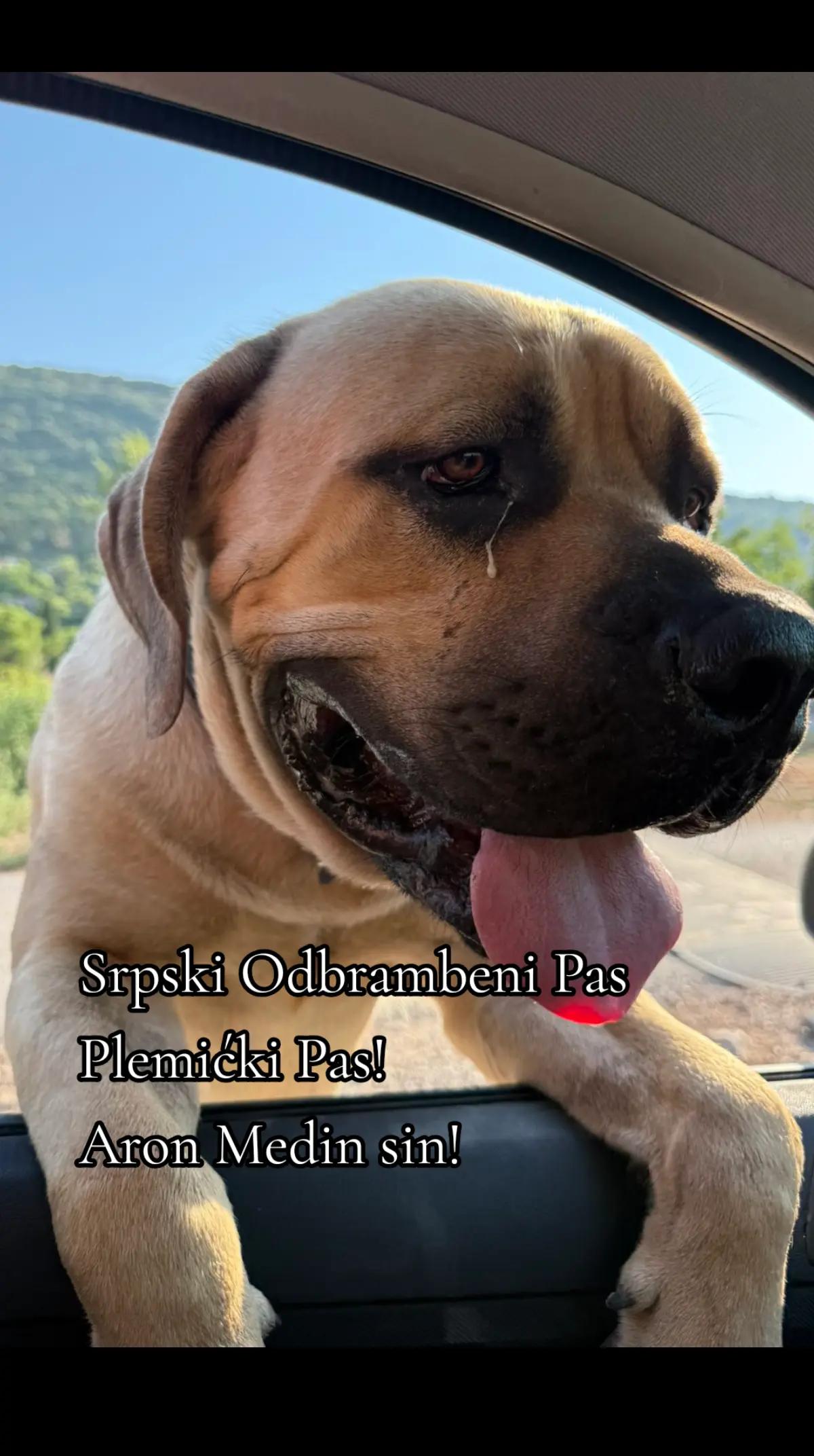 @Plemićki pas Srpski mastif