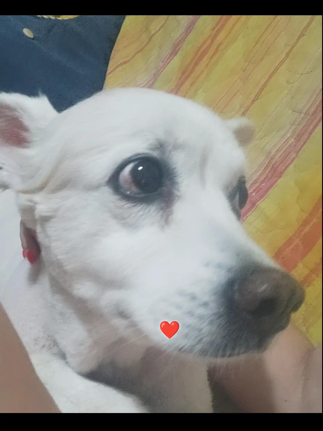 @Desiree Geusa