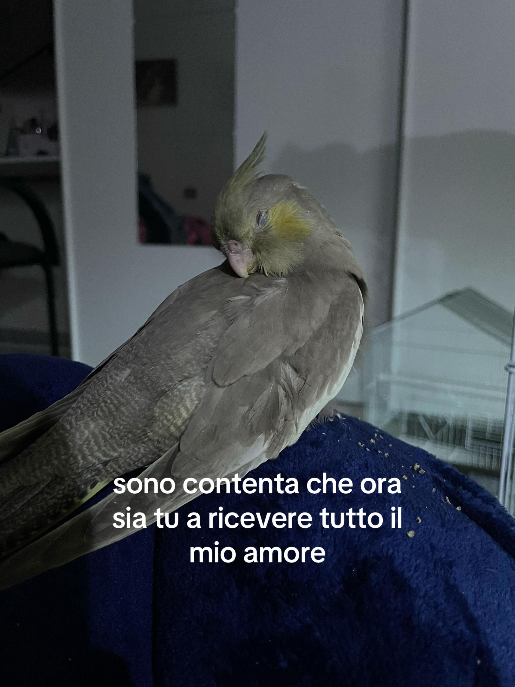 @blackfire