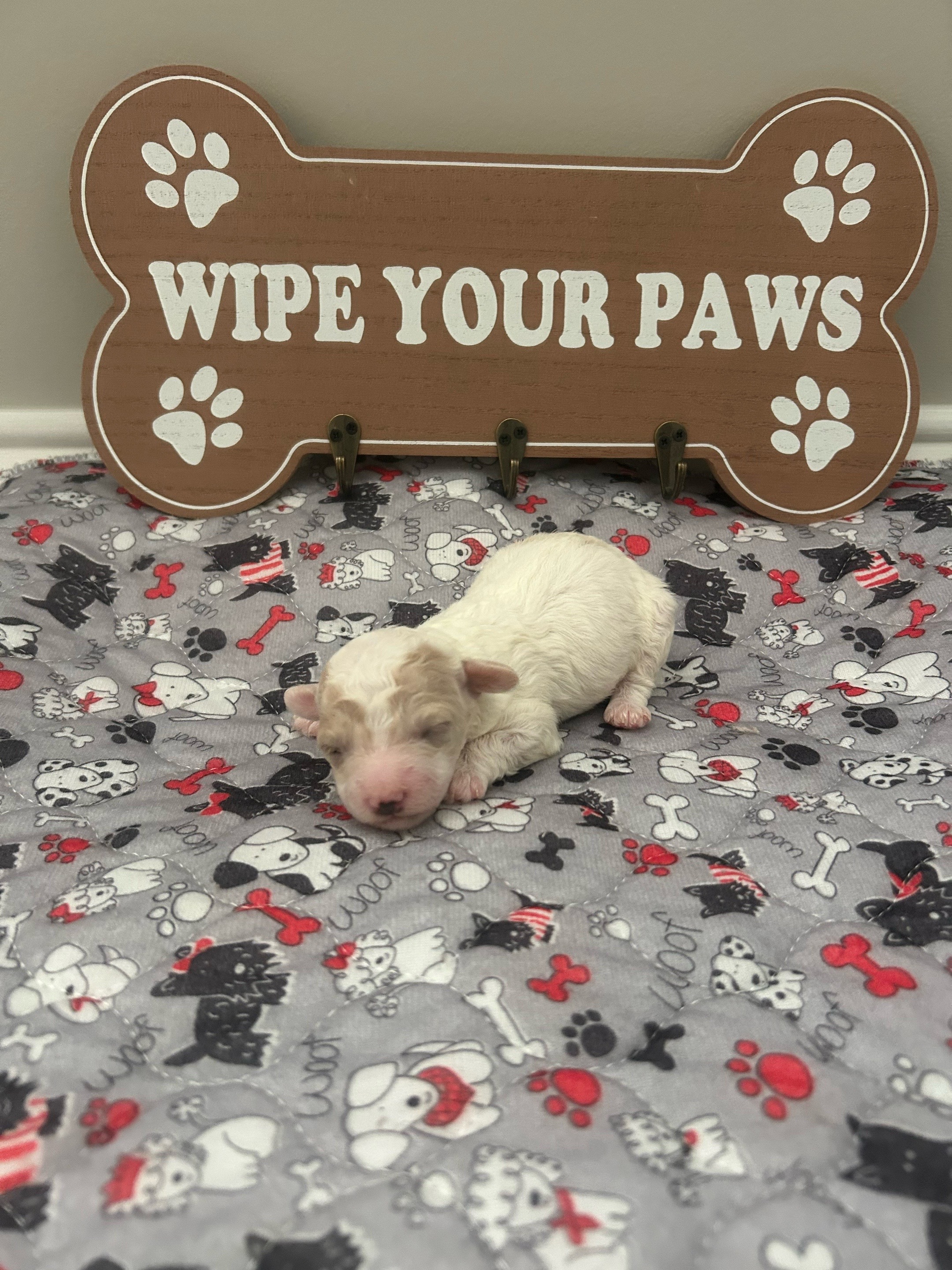 @Shortcake_kennel_2