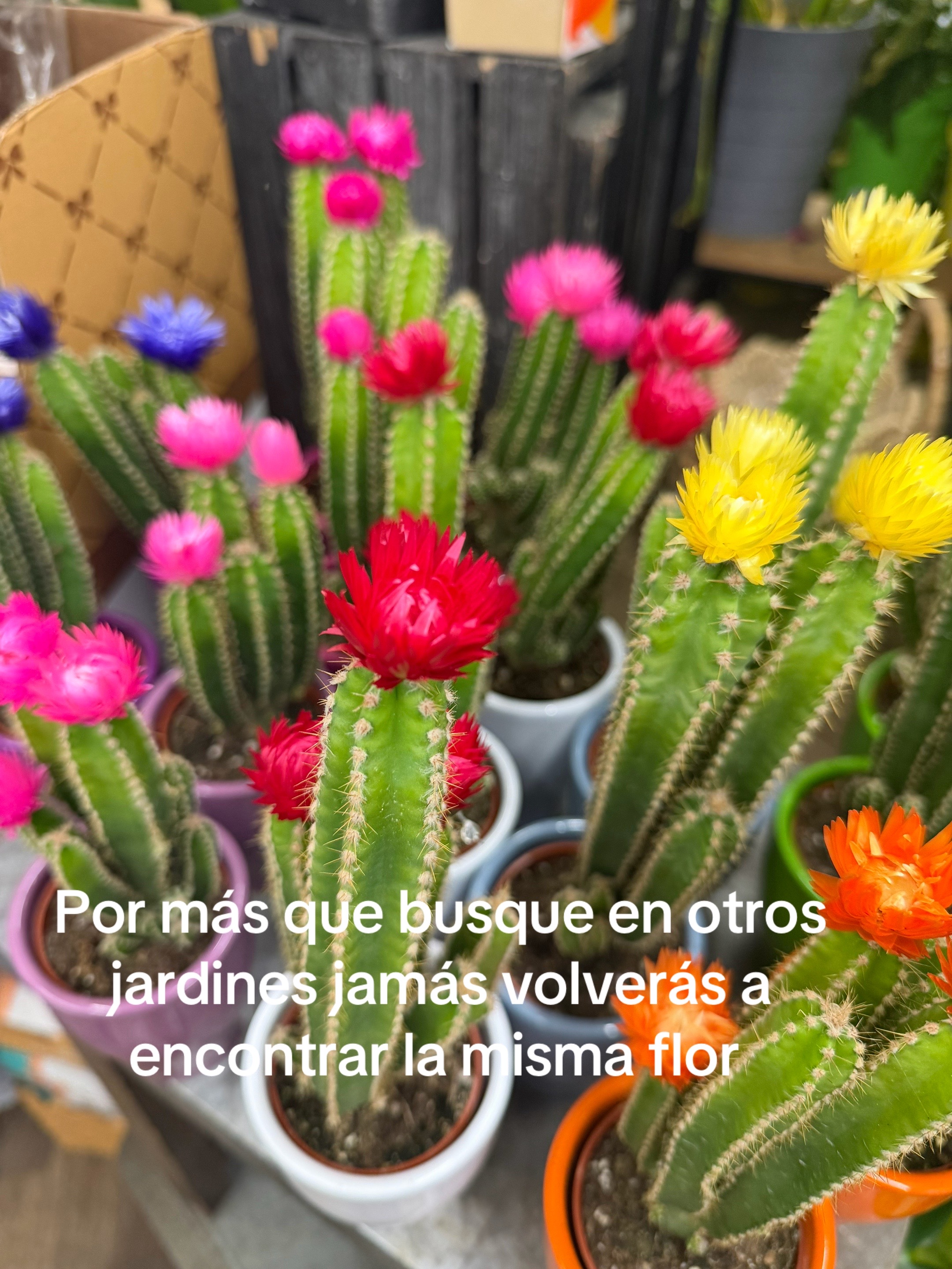@🥀 YANIN ZEPEDA 🥀🍓🩷