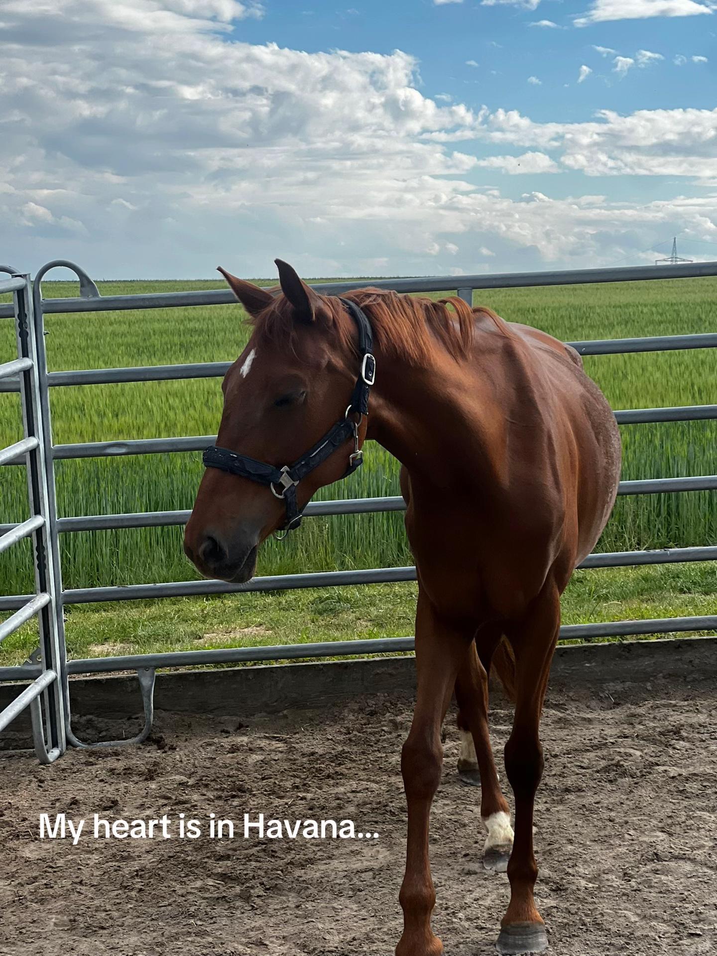 @diaryofequestrian