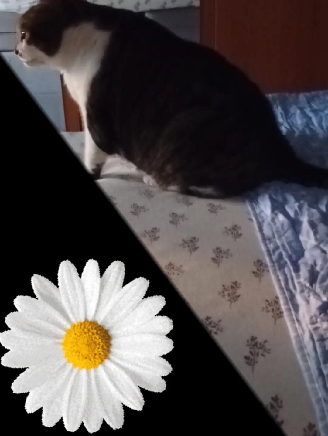 @MIMI🥀👑
