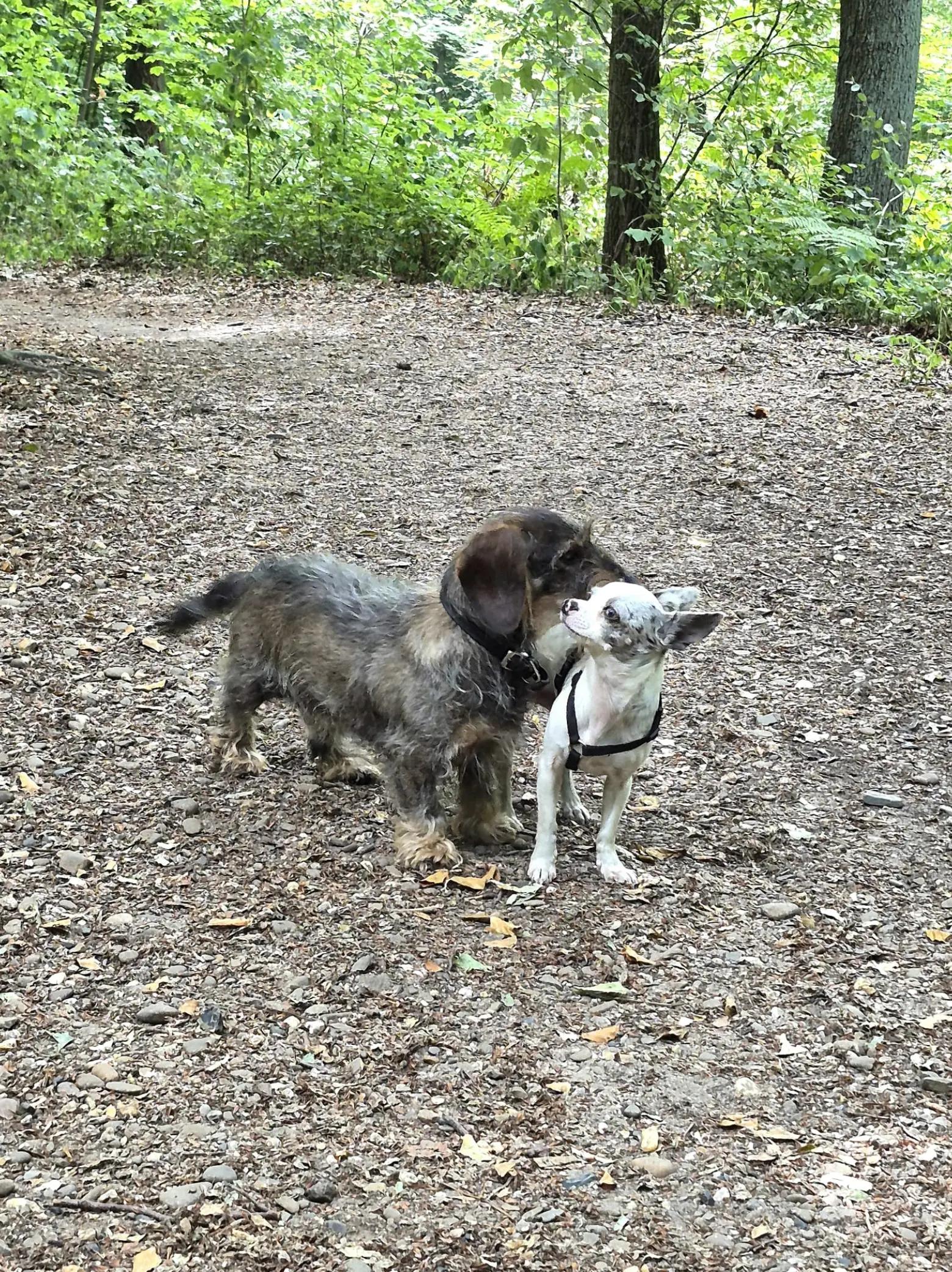 @Jerry_Coby_Chihuahua
