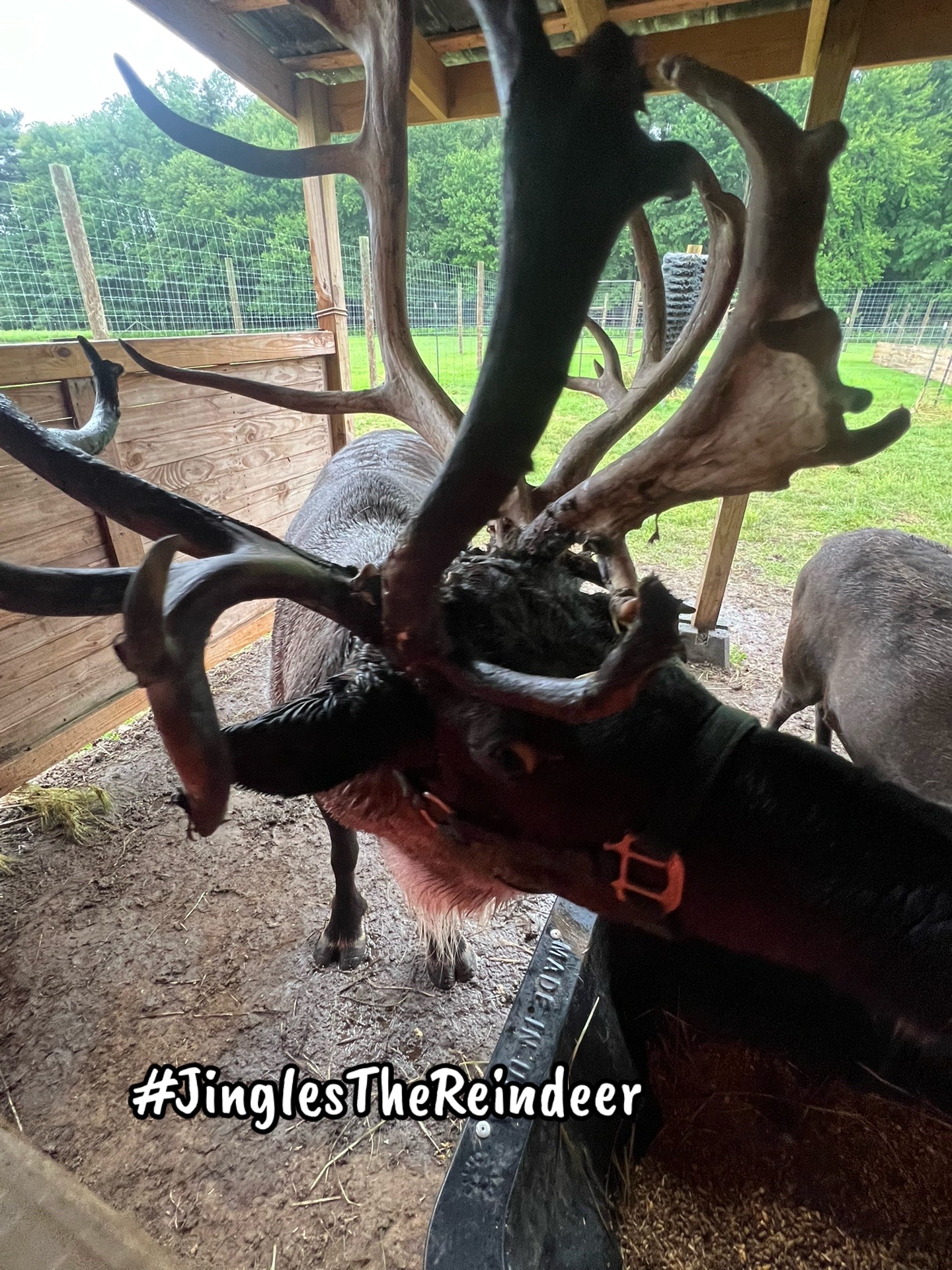@ReindeerMagicLady