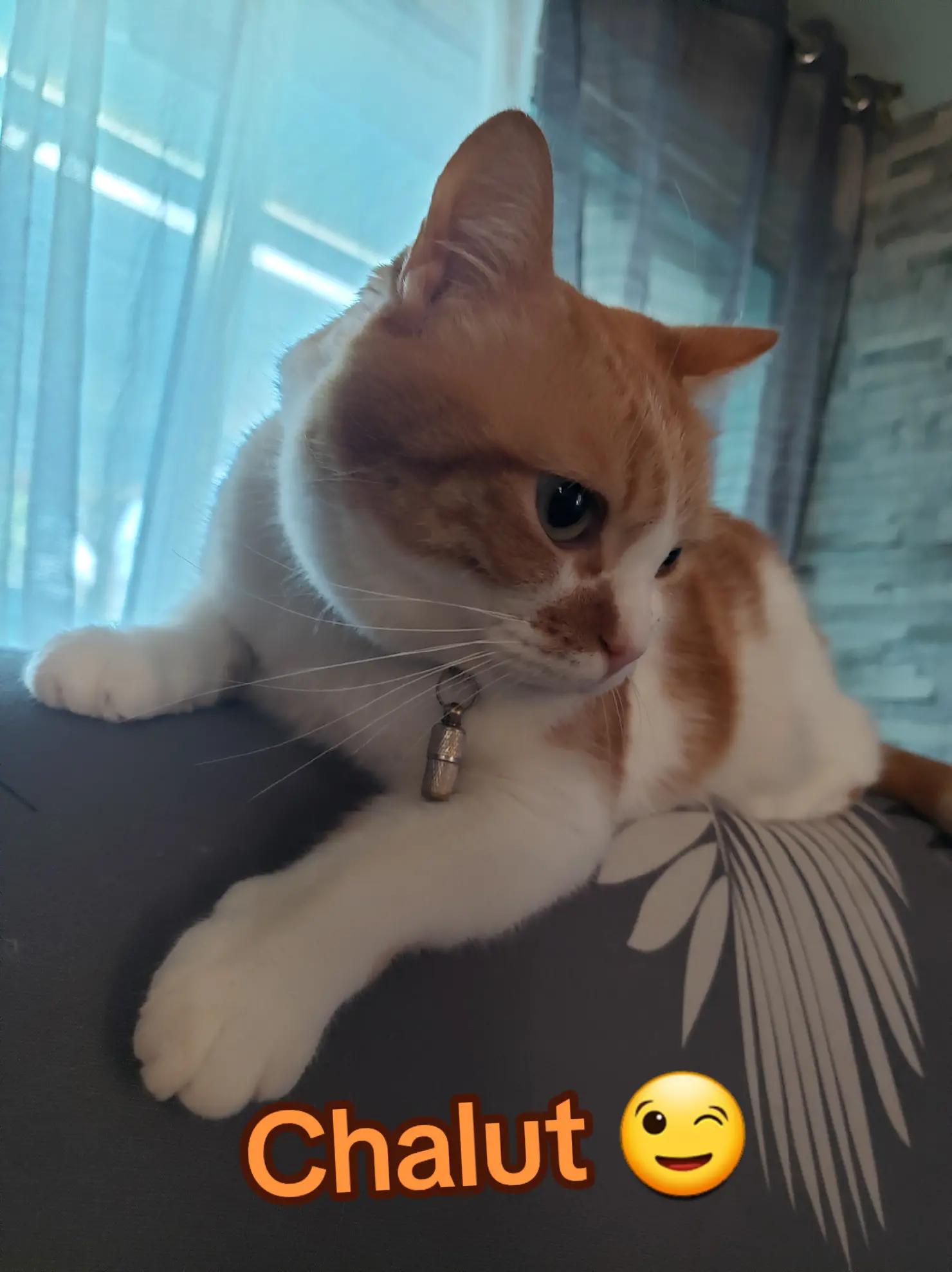 @Elo 4.9