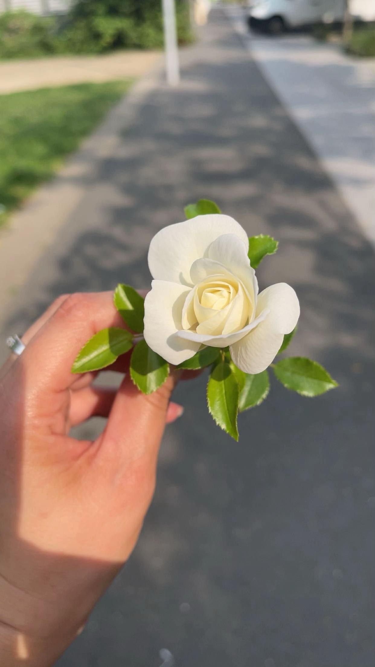 @🍀ܘܪܕܐ 🍀