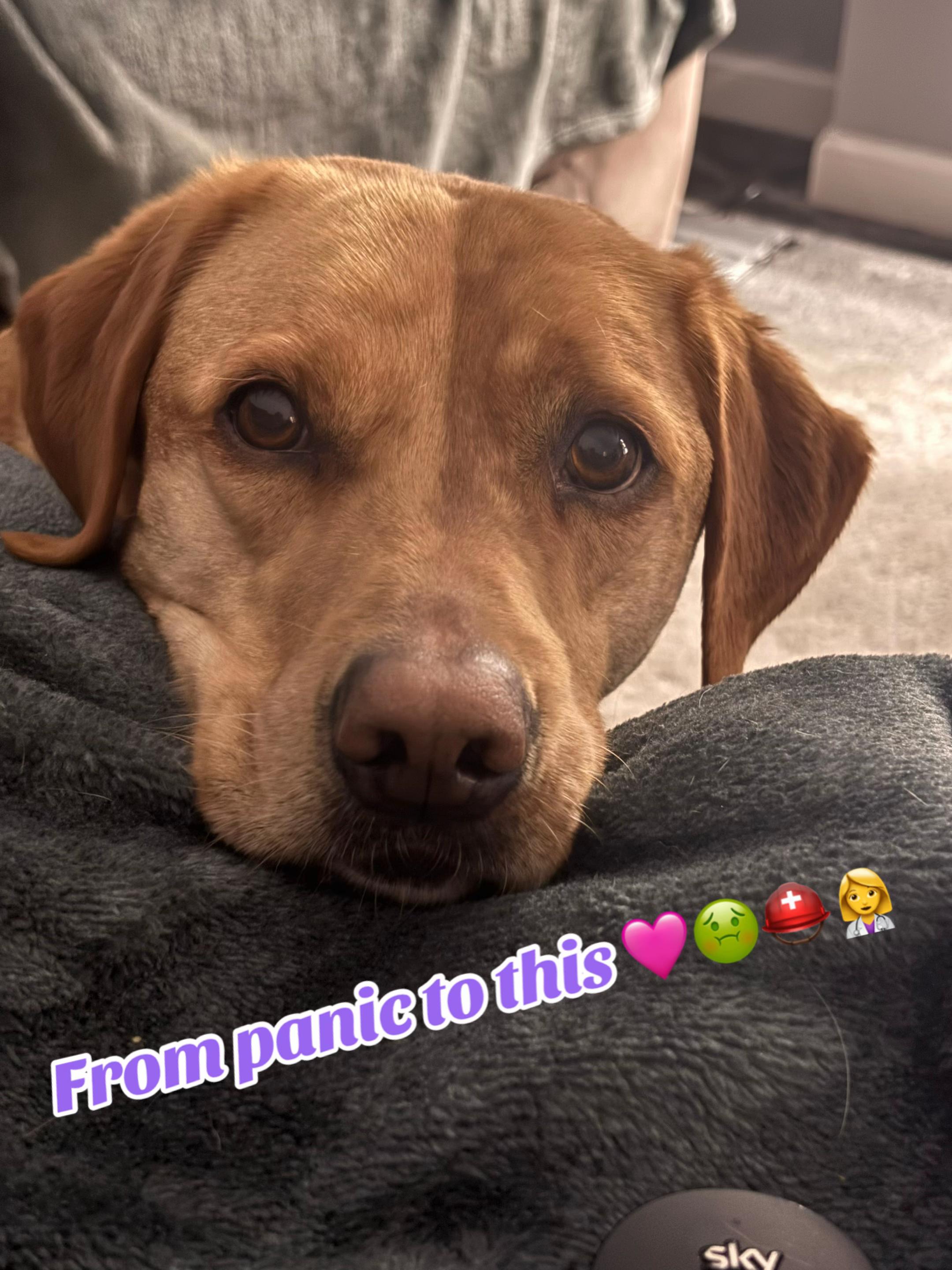 @Goldenwaggytales