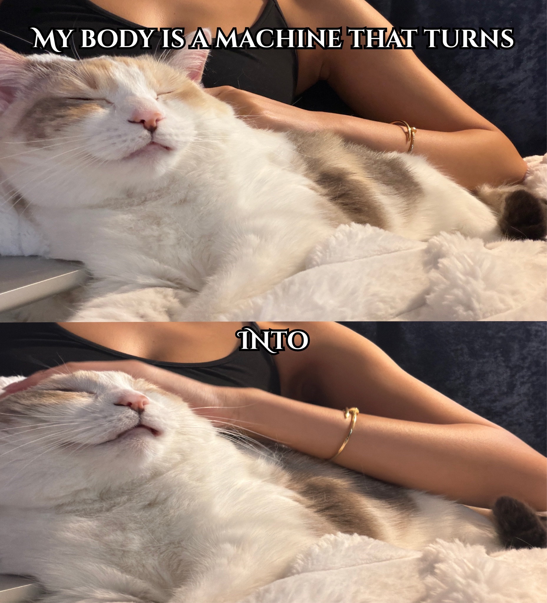 @Panko Cat
