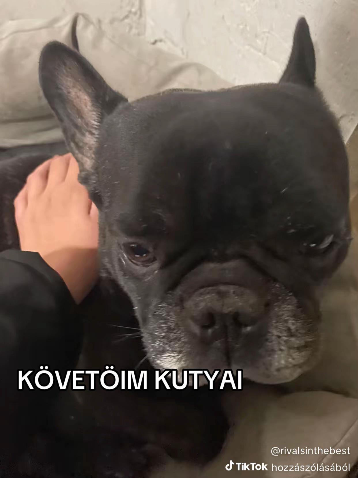 @TOFIKA🐶