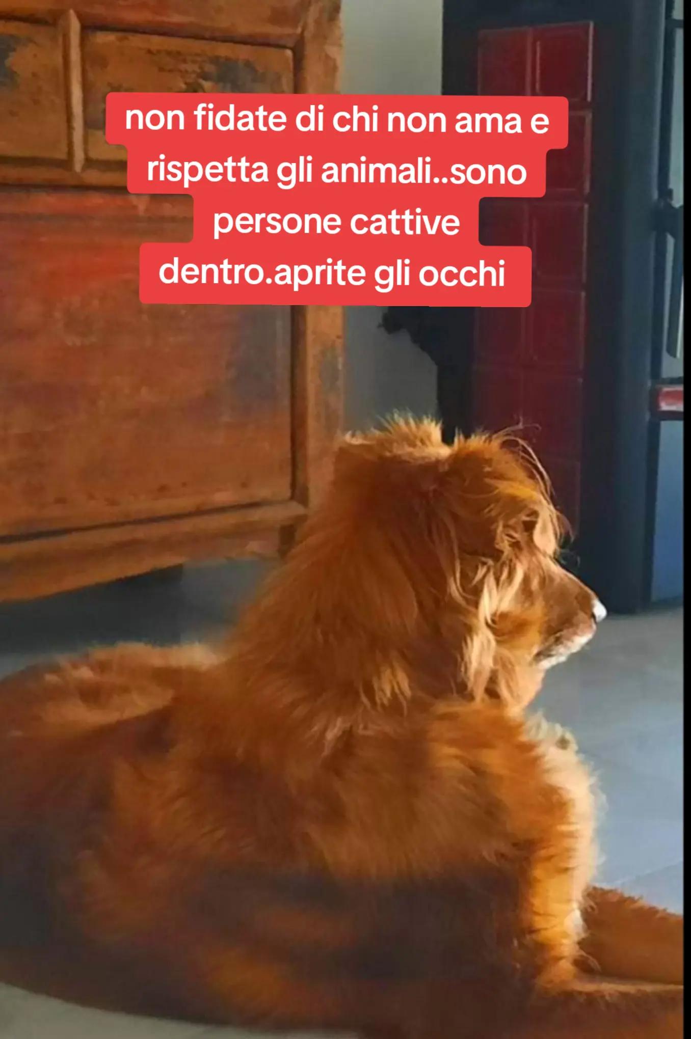 @ciropugliese379