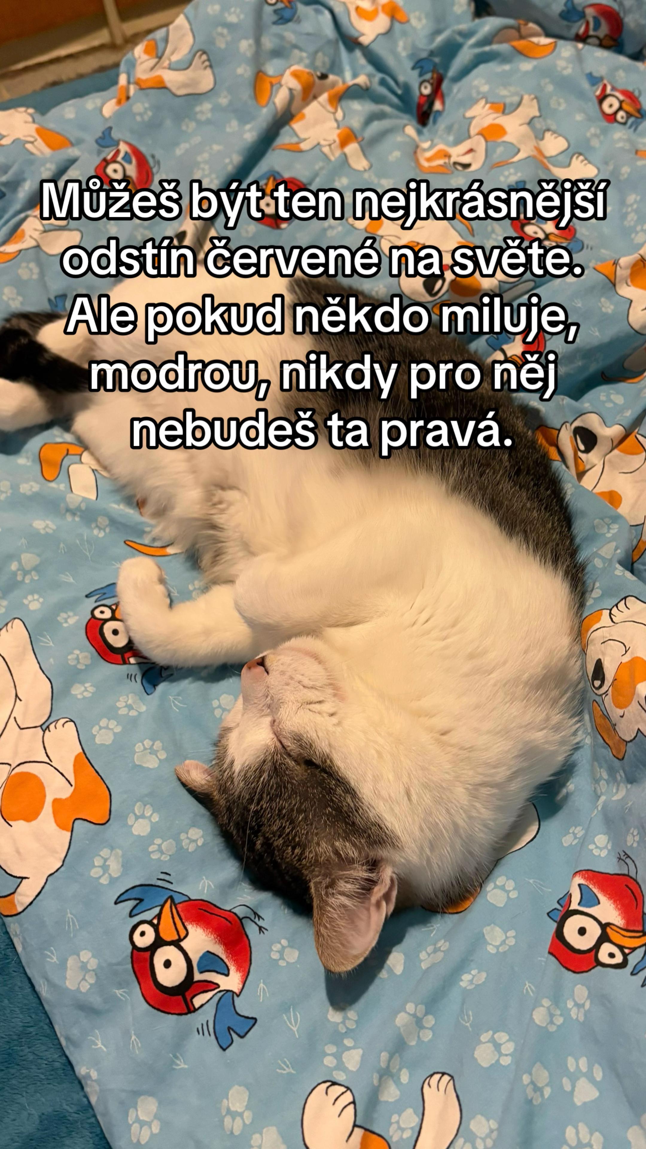 @_kubickovic_
