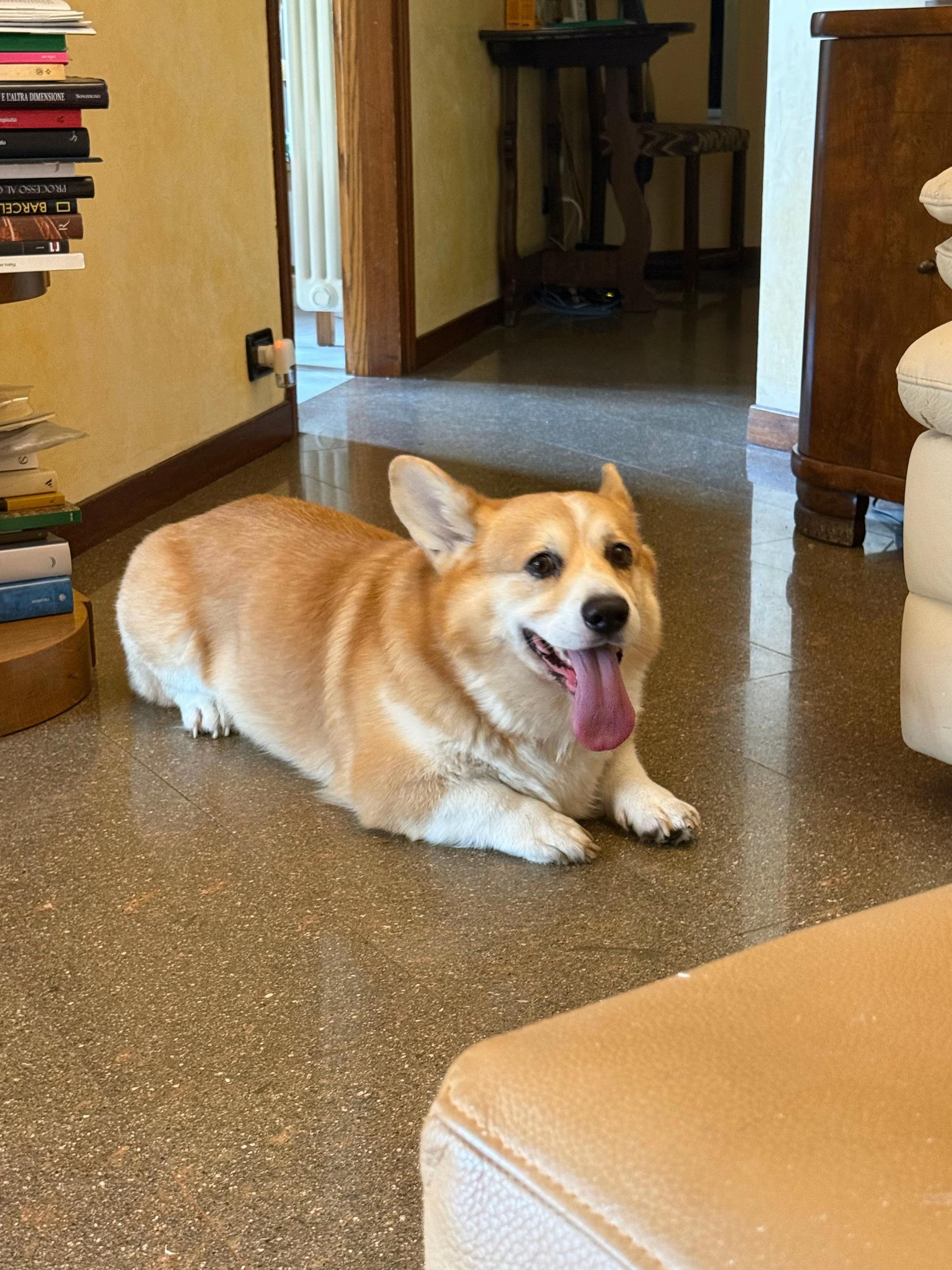 @Cheddar the Corgi