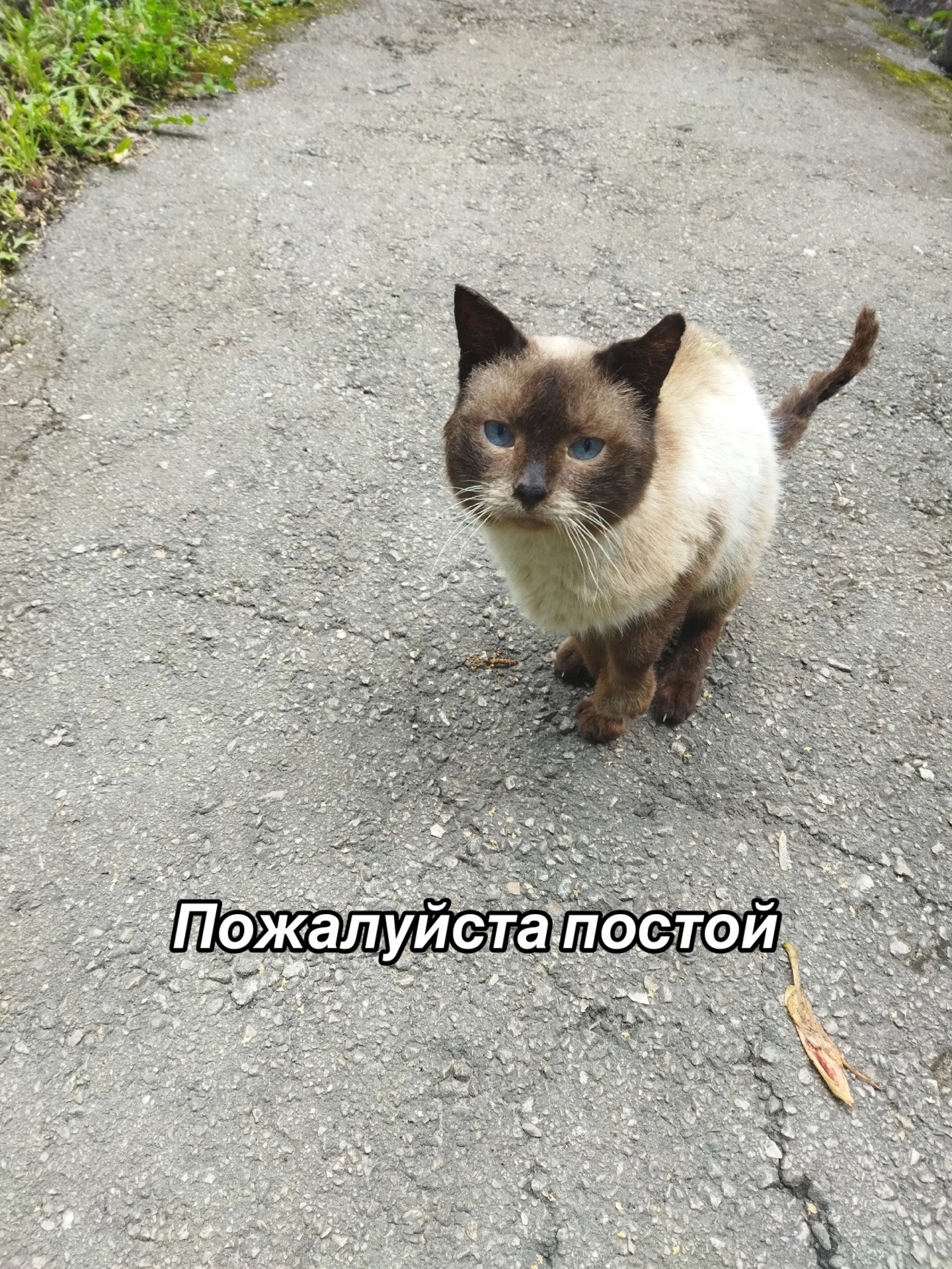 @Приют Потеряшка