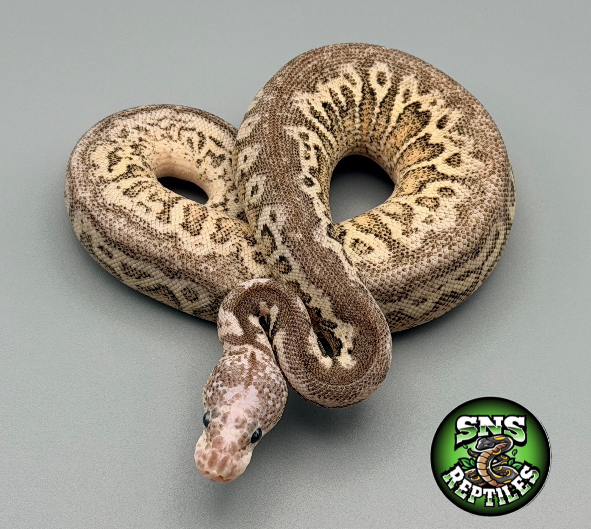 @SNS Reptiles