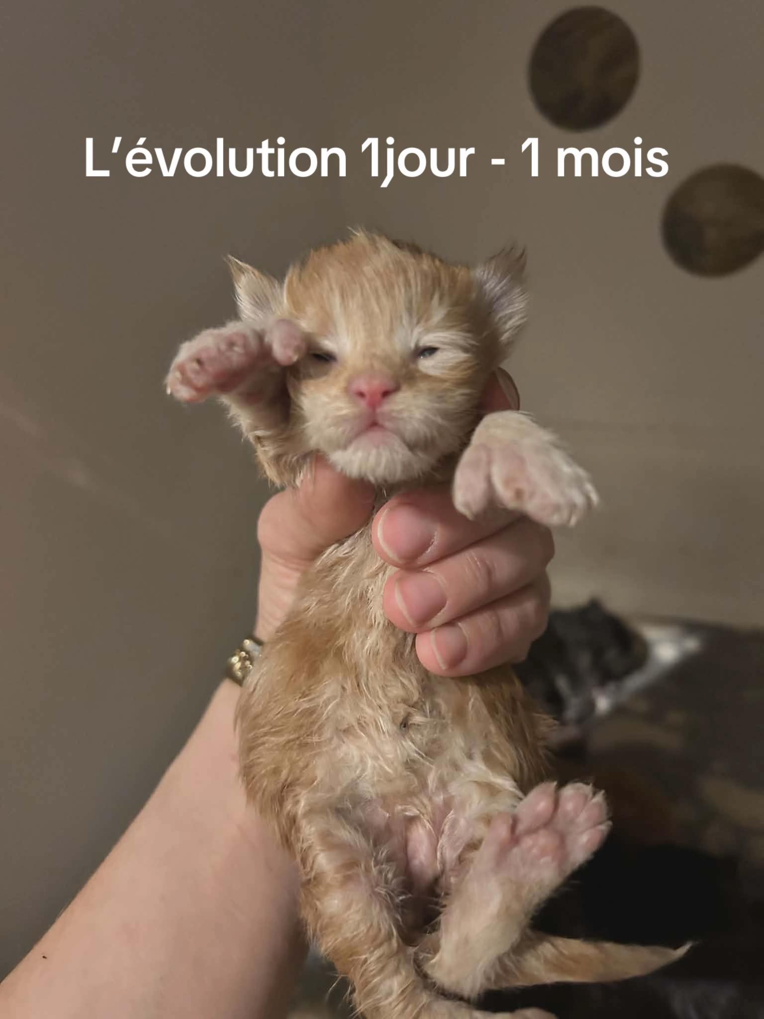 @belionmaincoon