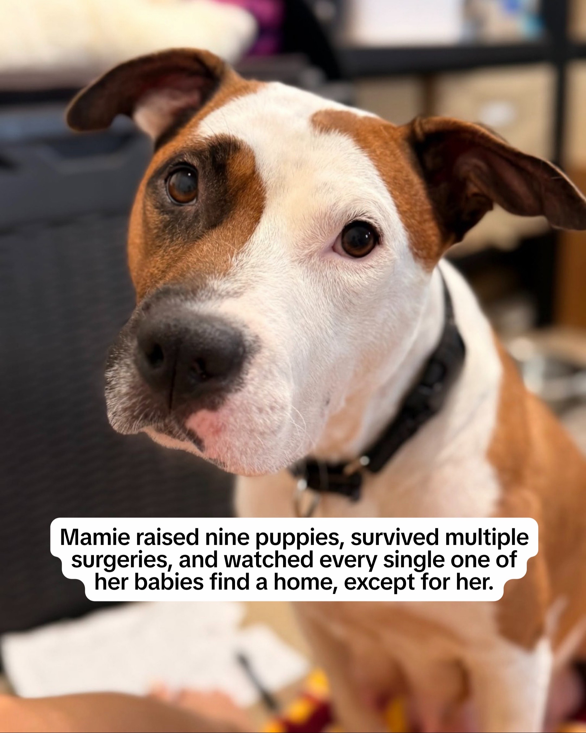 @Adopt a Pet
