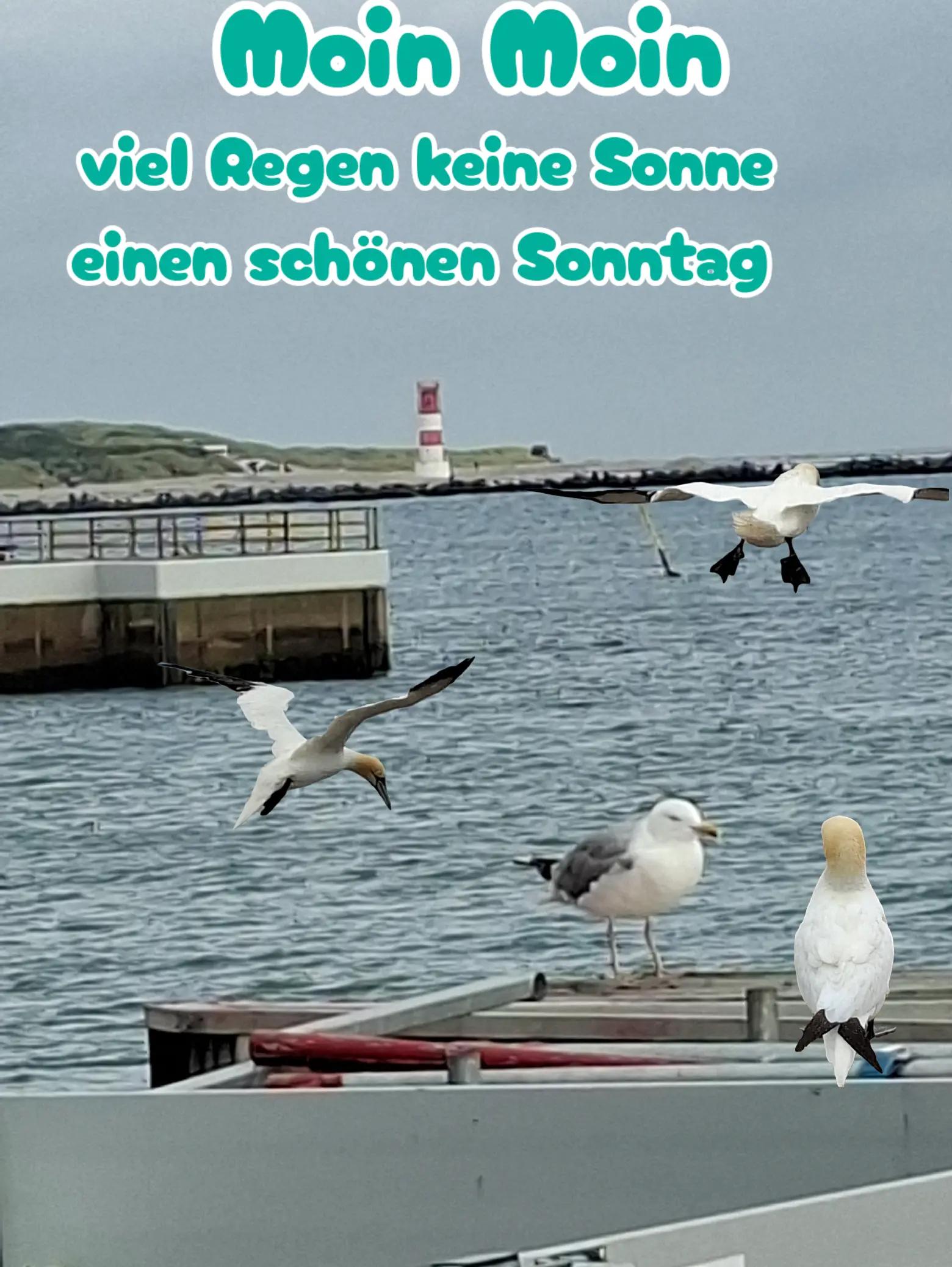 @geistlein12