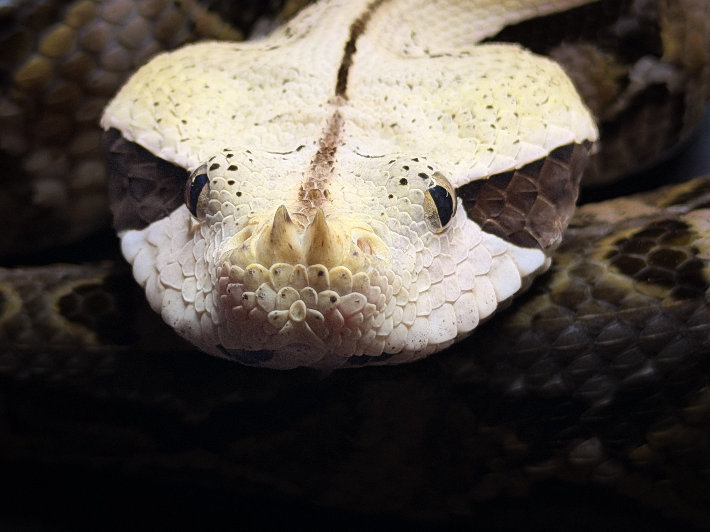@SavageryReptiles