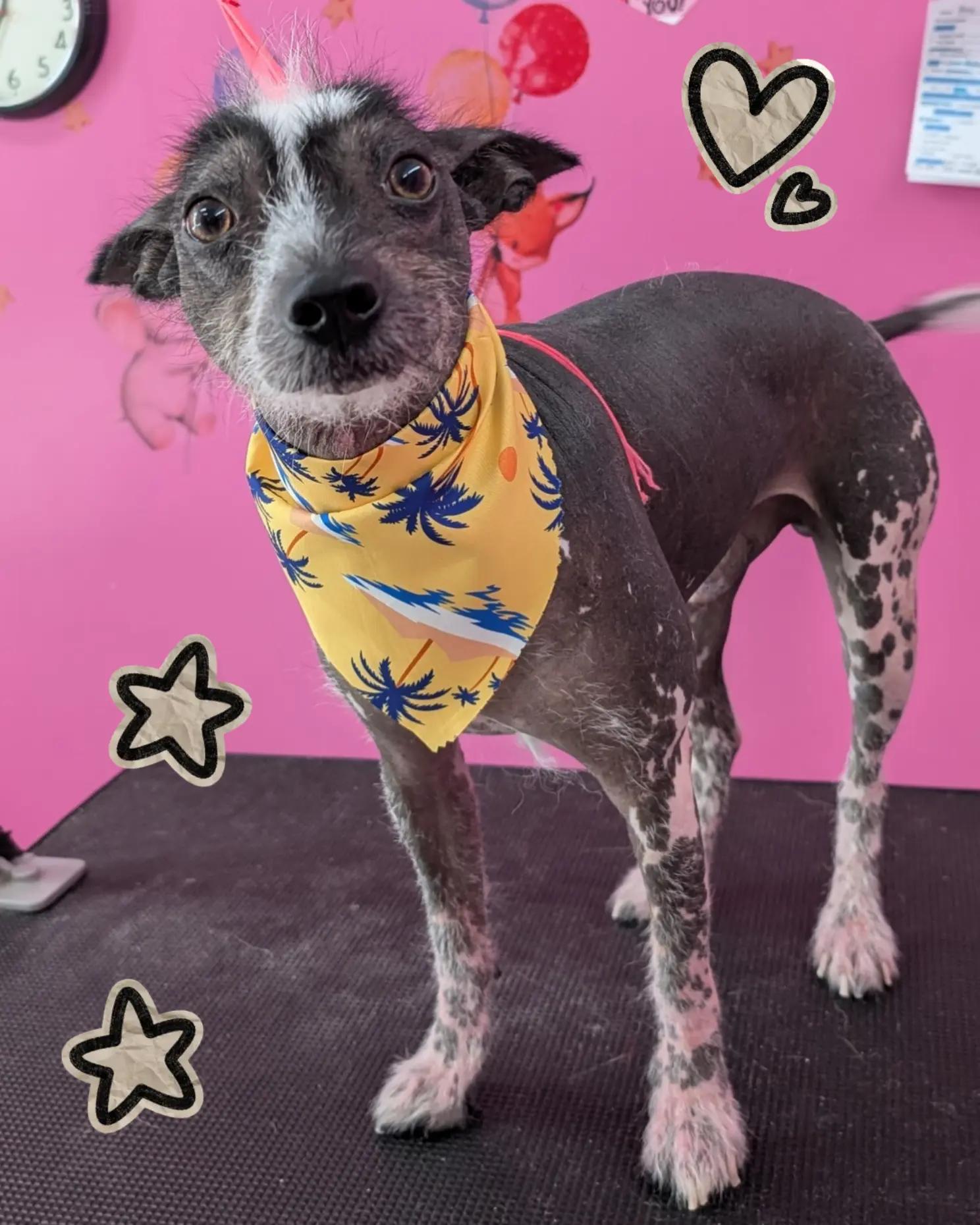 @bubulabapetgrooming
