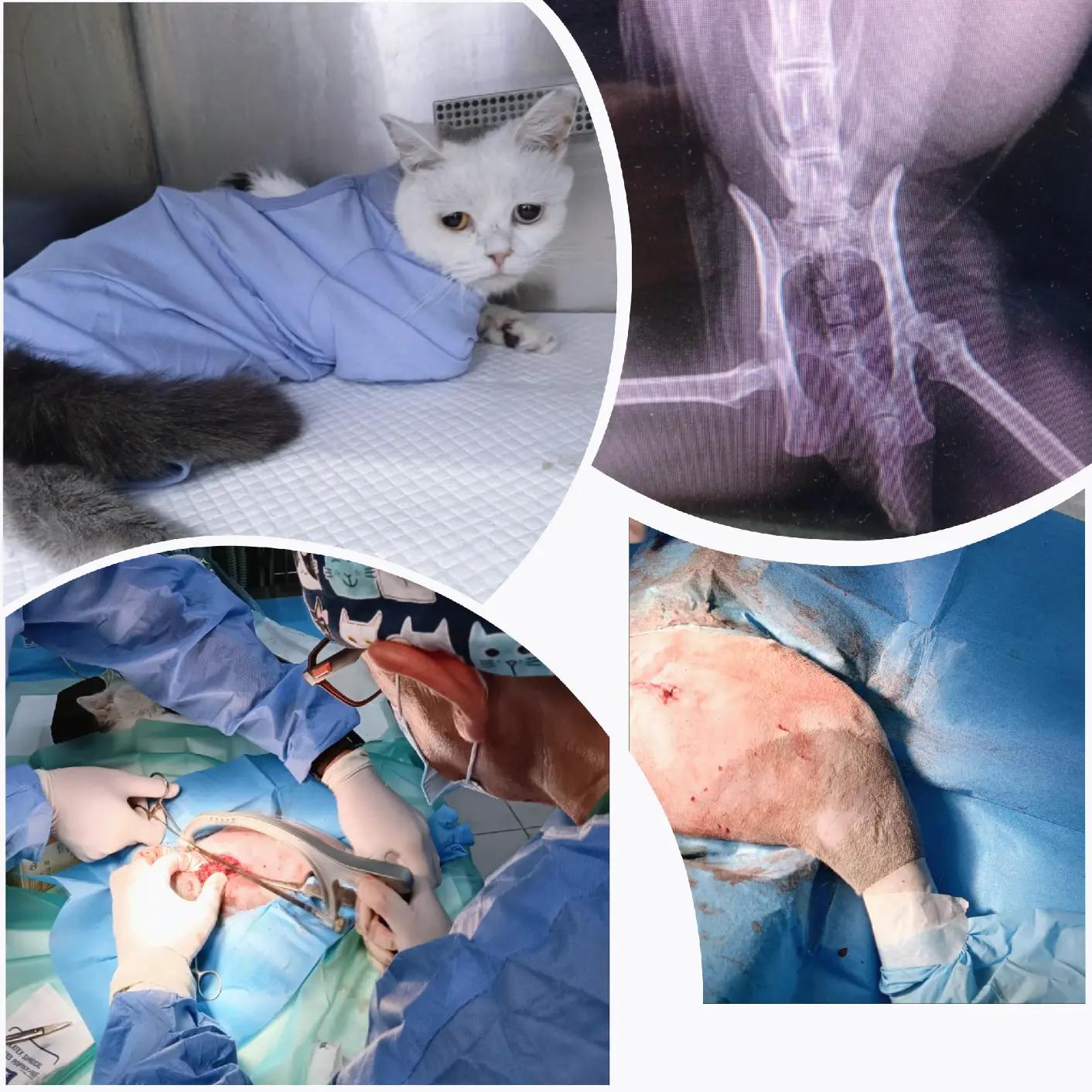@VillagevVet LLC
