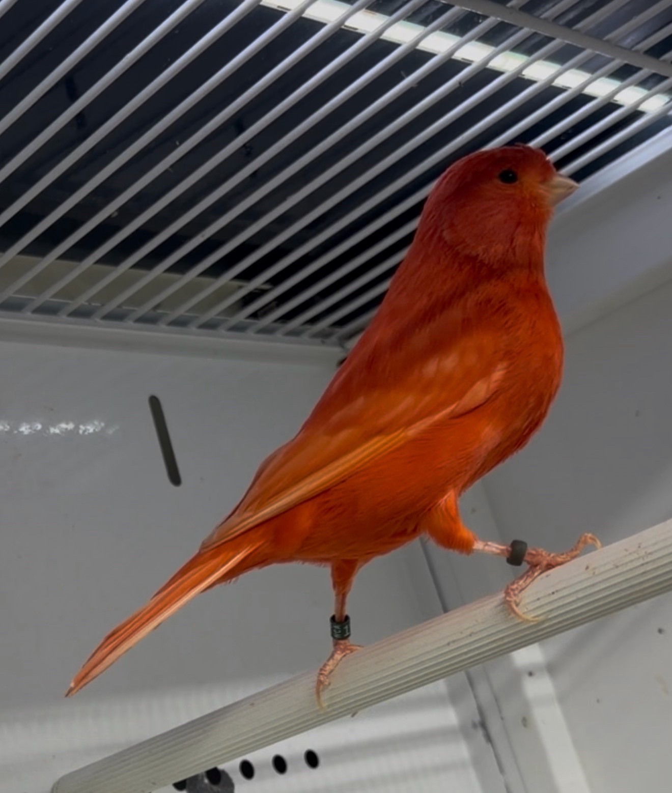 @AviarioUreña