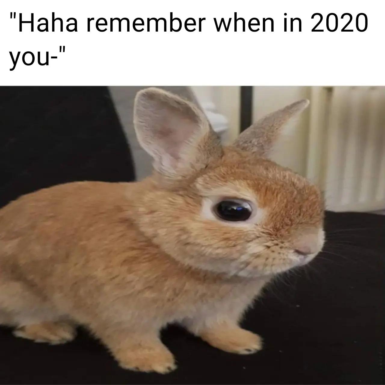 @I like bunnies