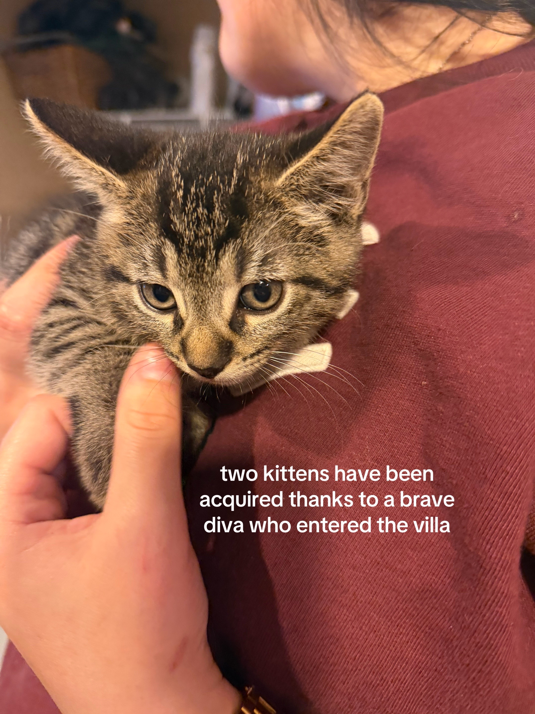 @bink the big orange cat
