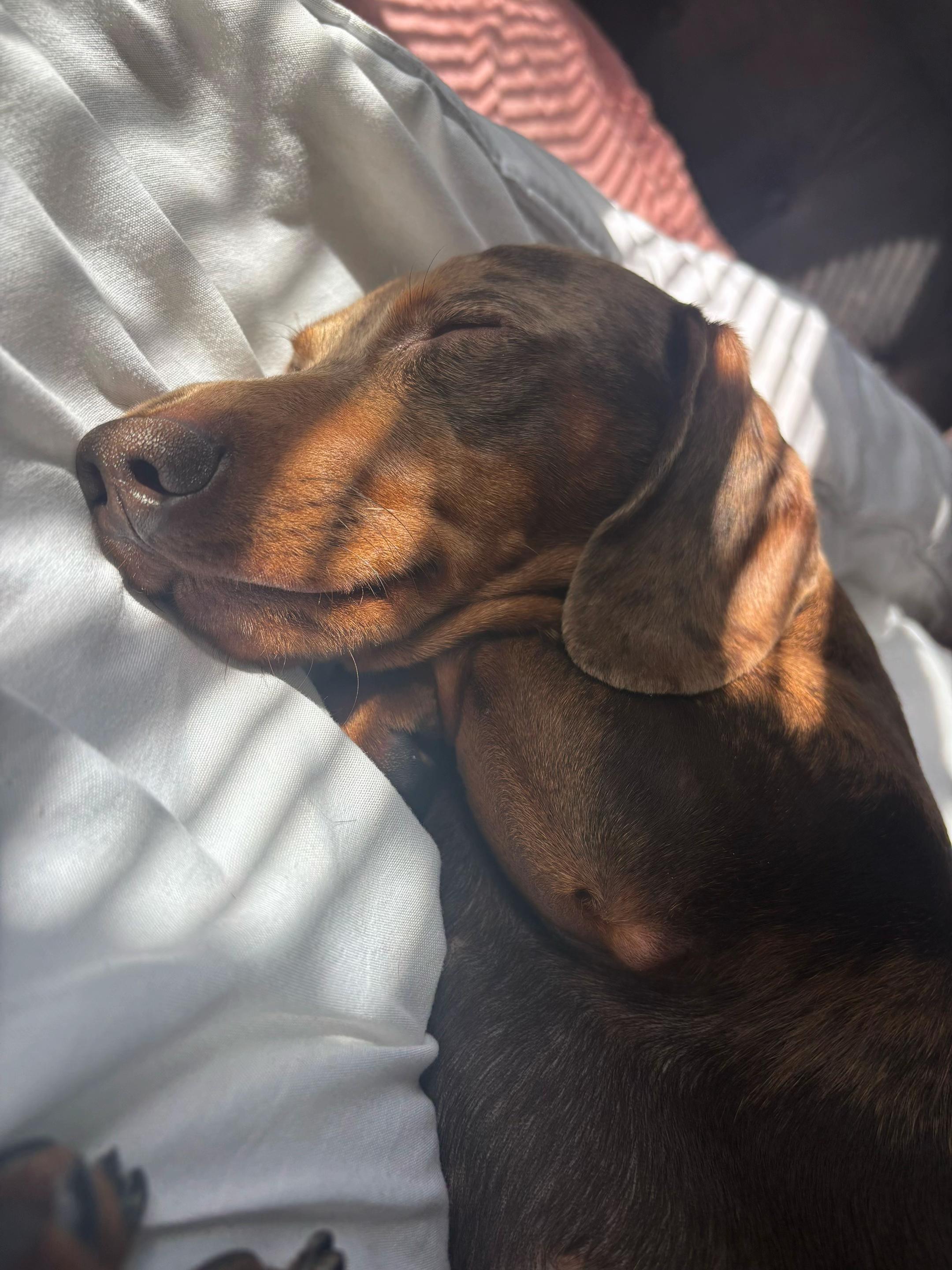 @marleythesausagedog