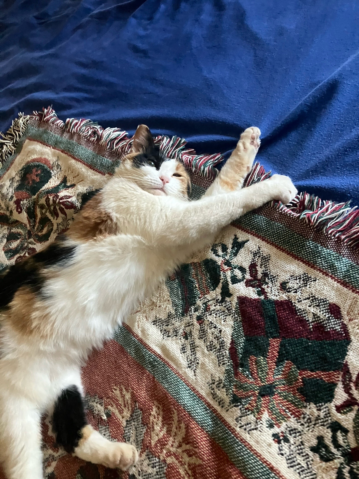 @sweetiethecalicocat