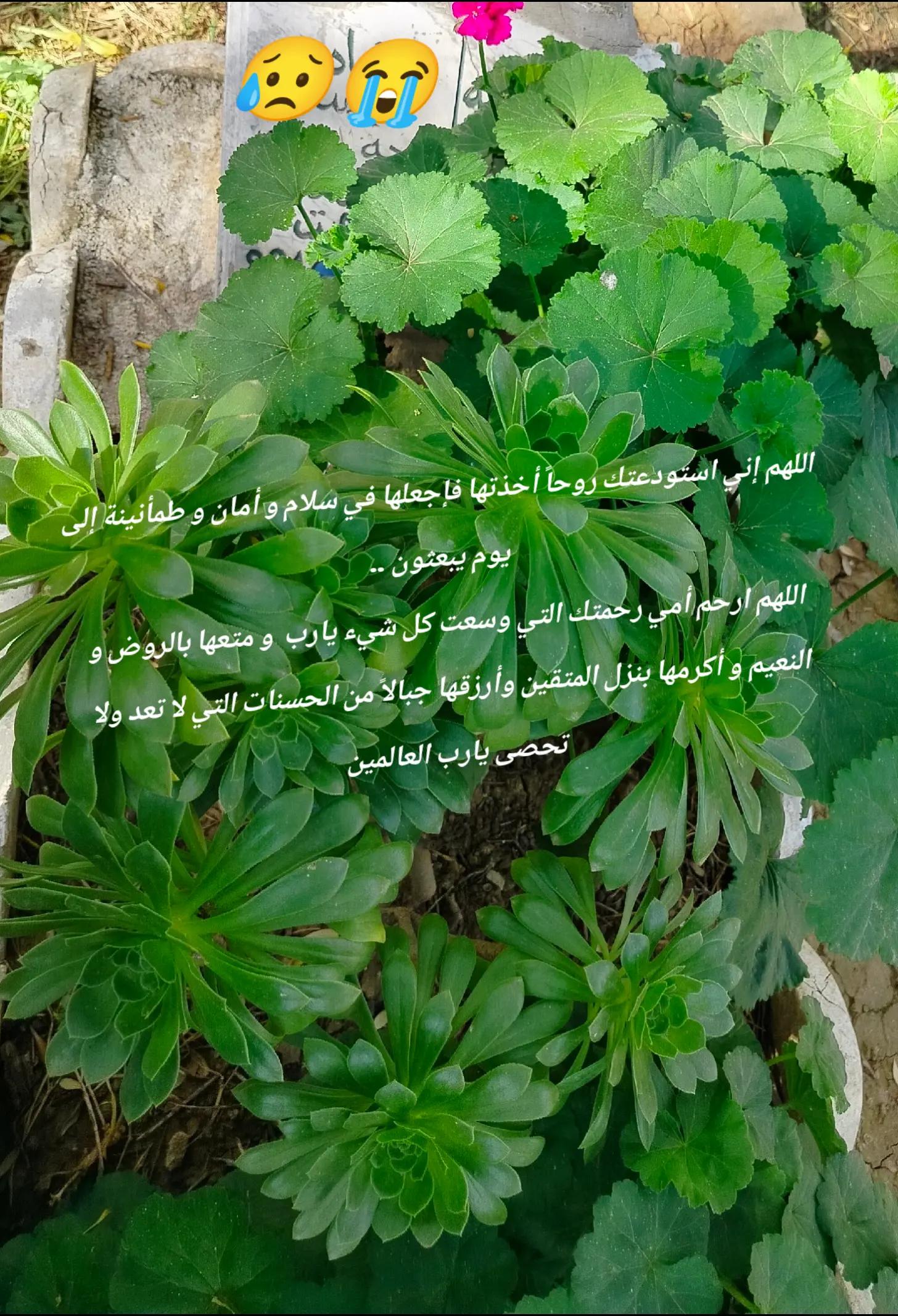 @ĨLhemo