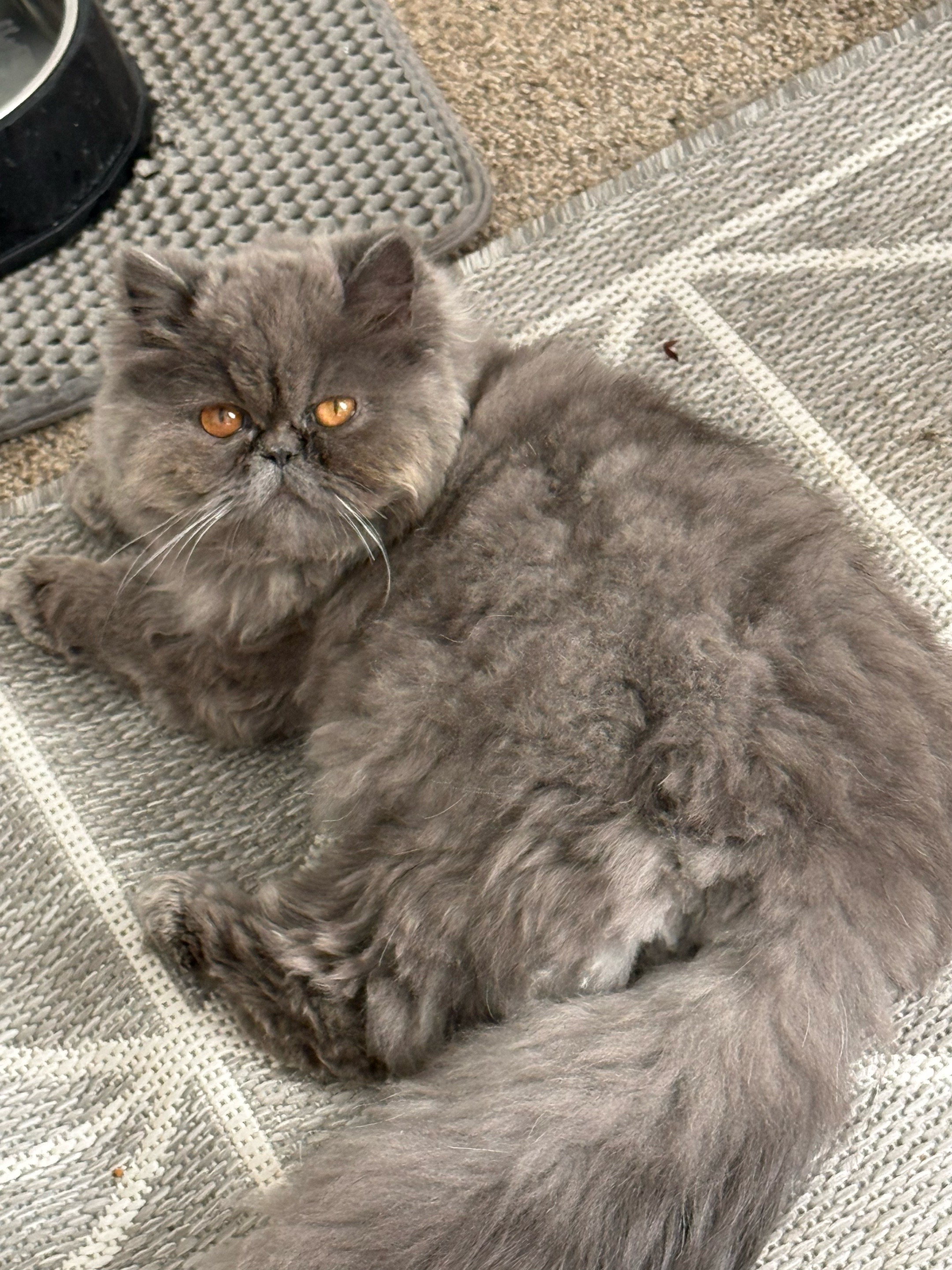 @PersianKitten