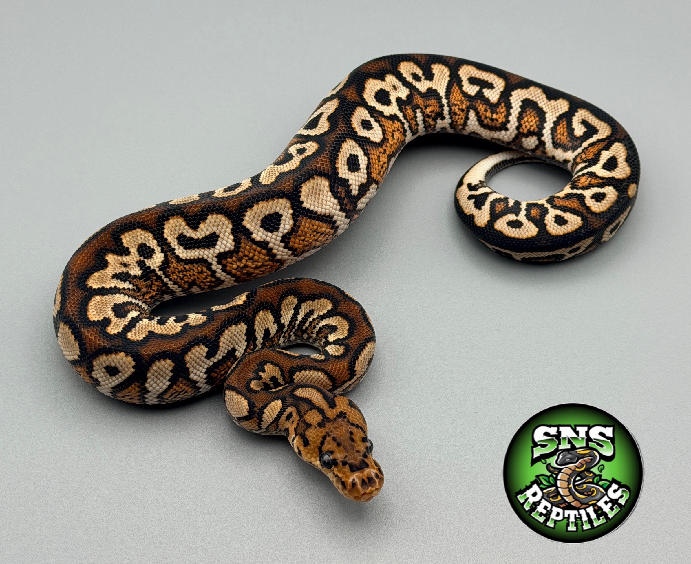 @SNS Reptiles