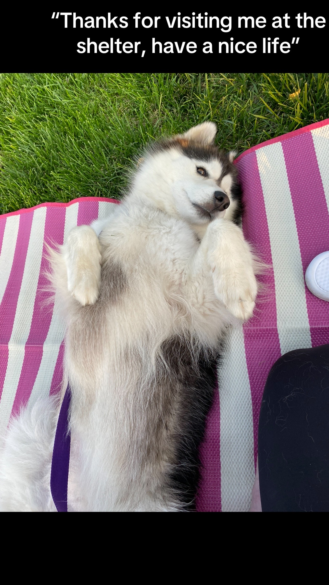 @Shasta & Aspen - Husky Sisters