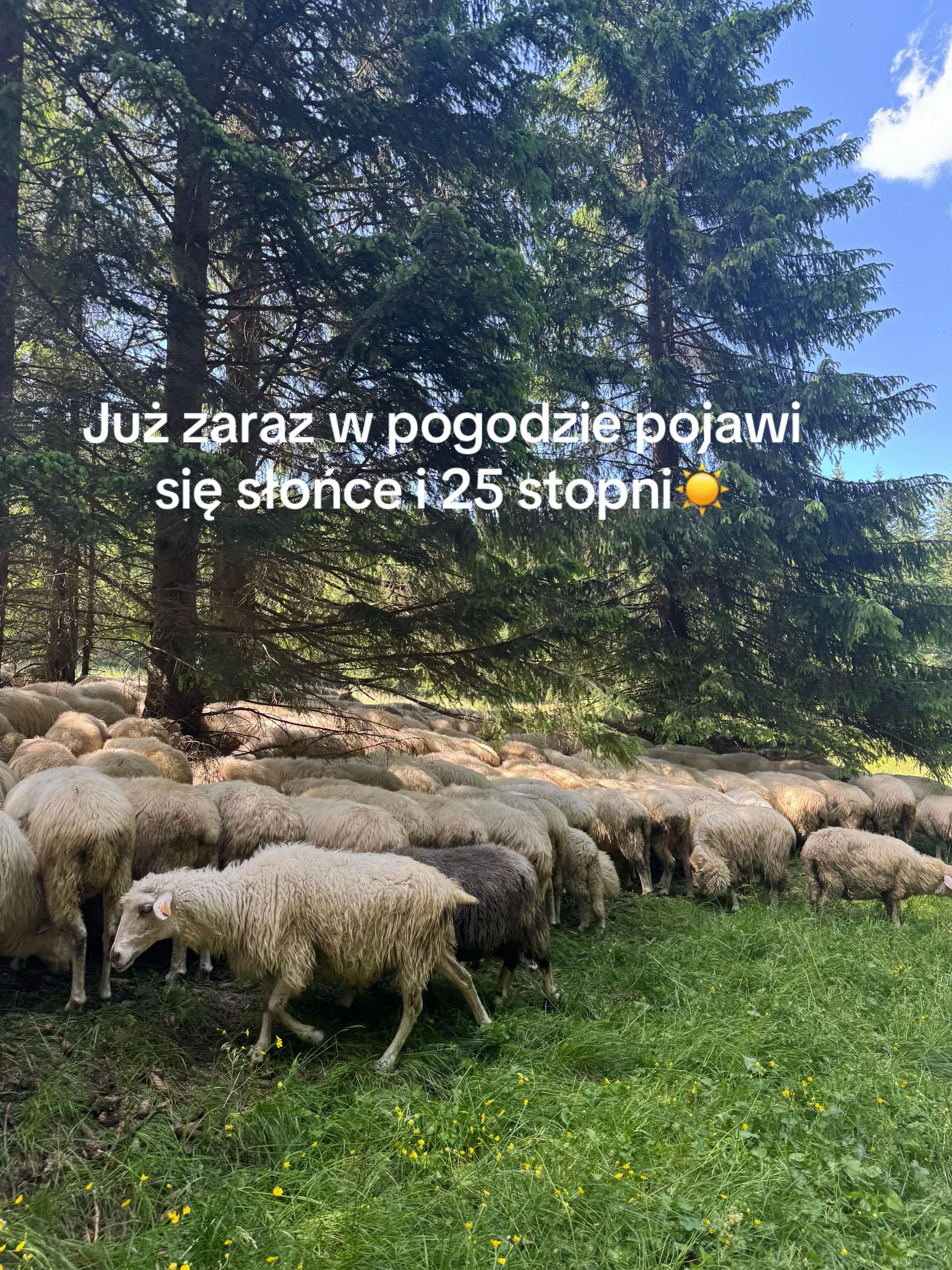 @Pisanka•💛