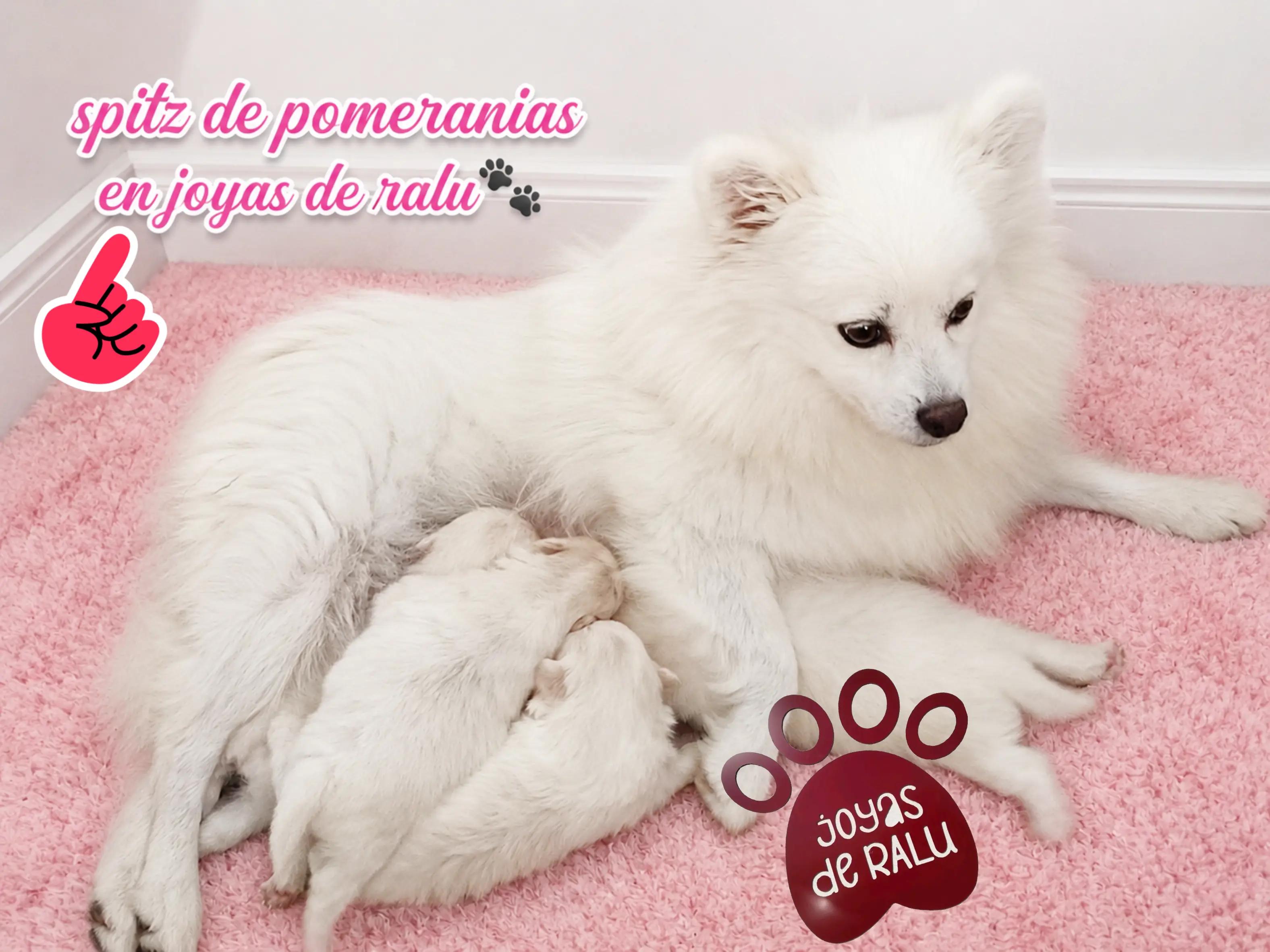 @joyas de ralu