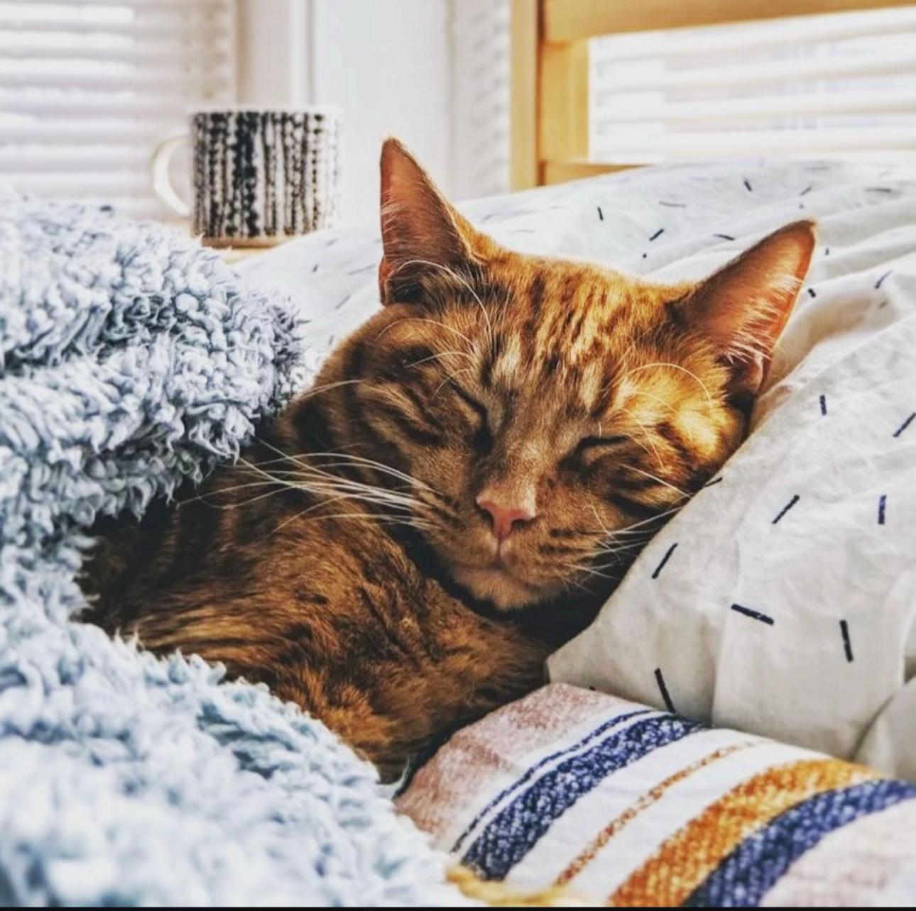 @North Toronto Cat Rescue
