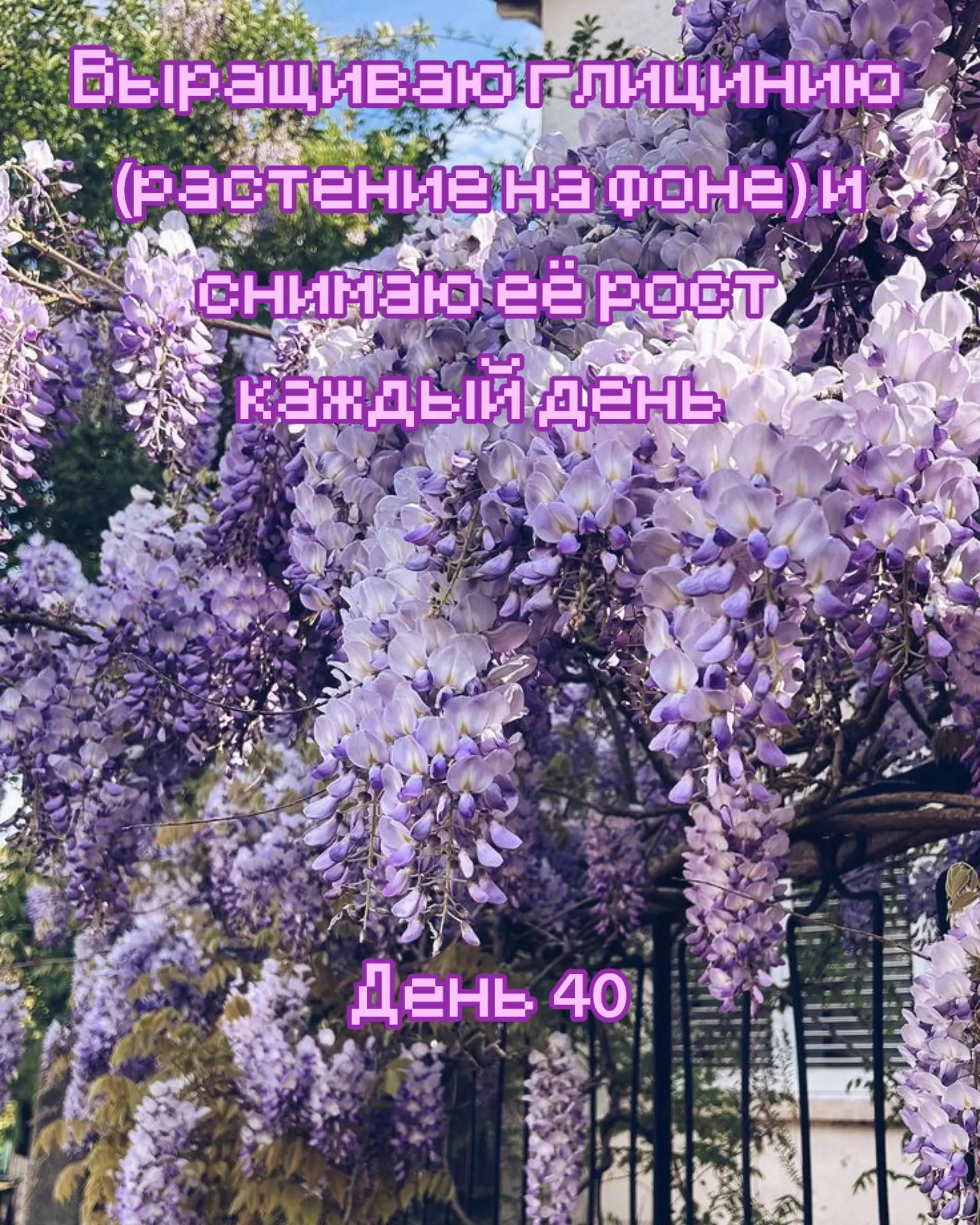 @Дрелька [nu]