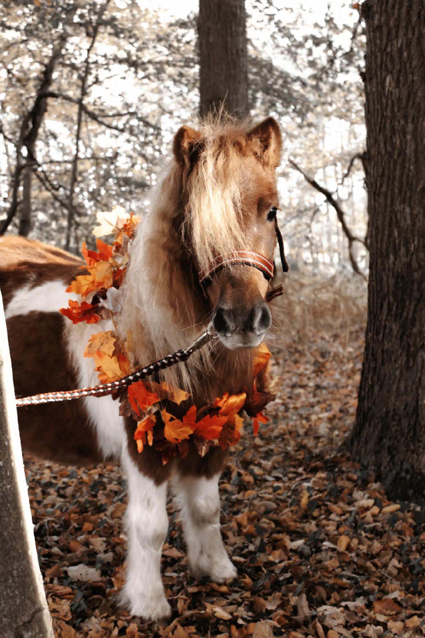 @Josys_Ponyhof-leben