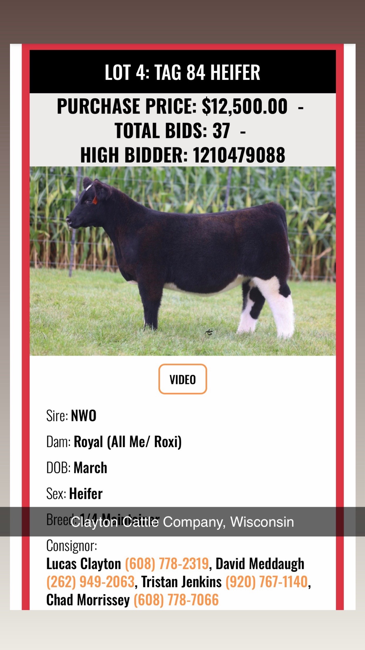 @Matt Lautner Cattle USA