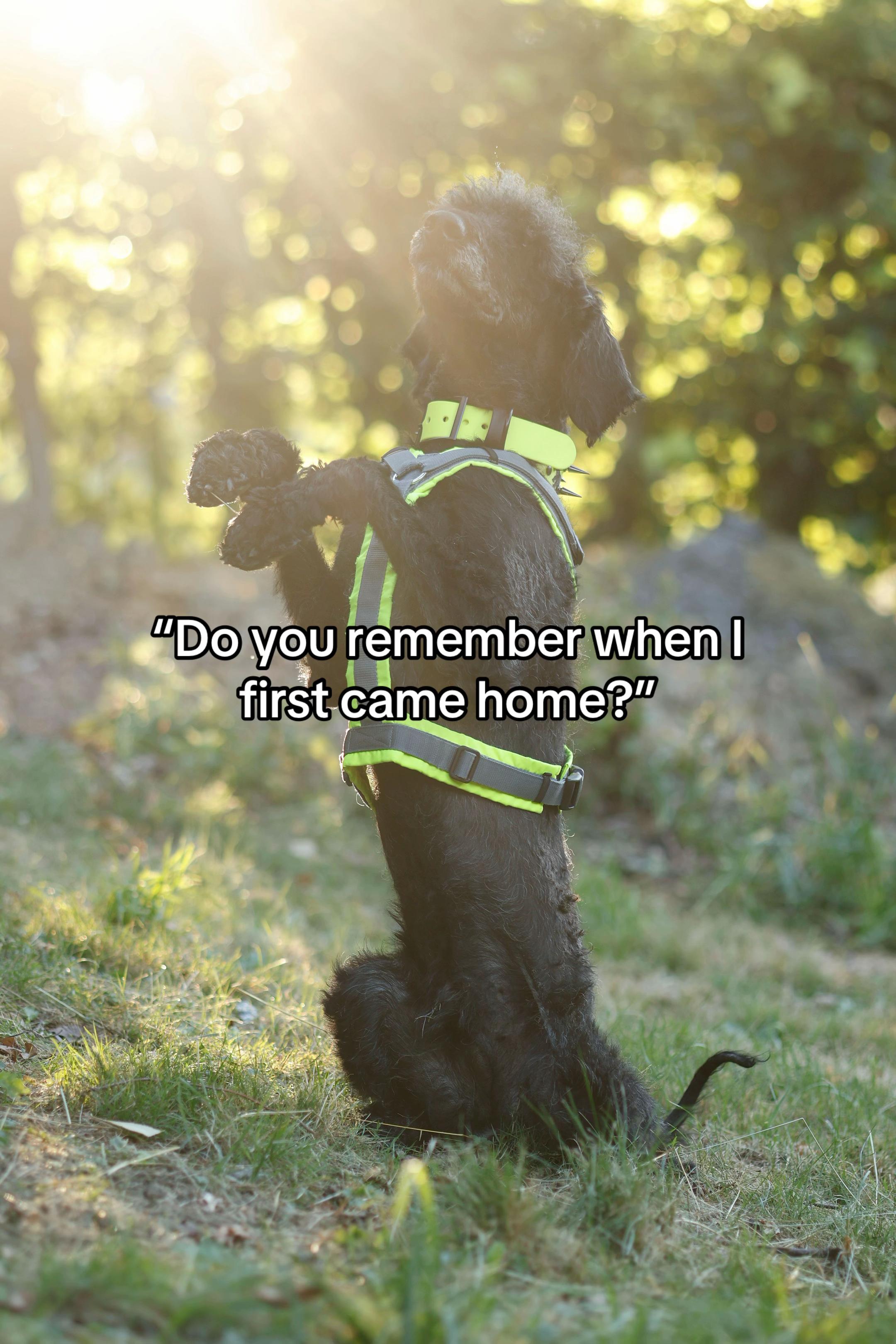 @Stinkebär