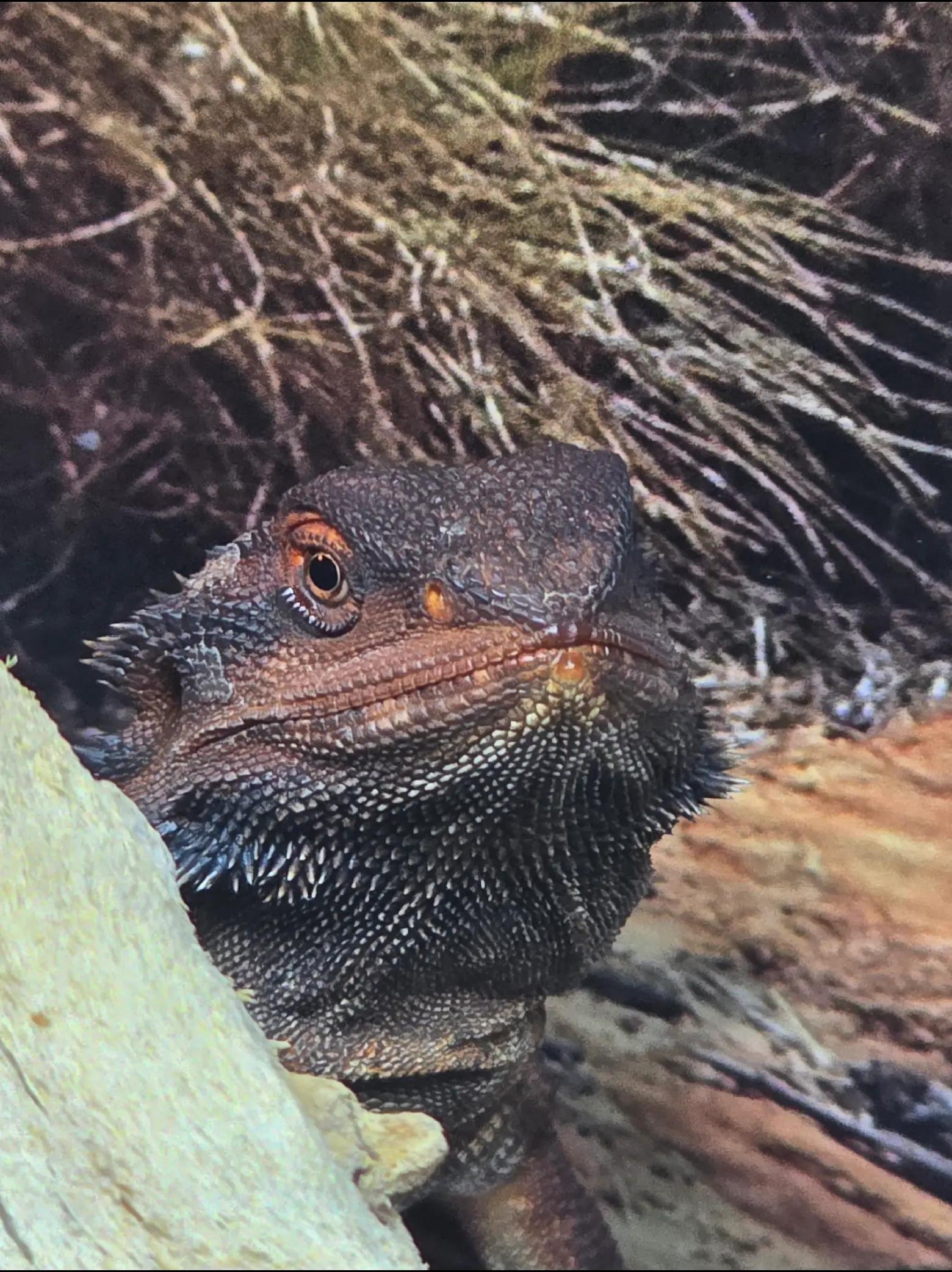 @Roundtabledragons
