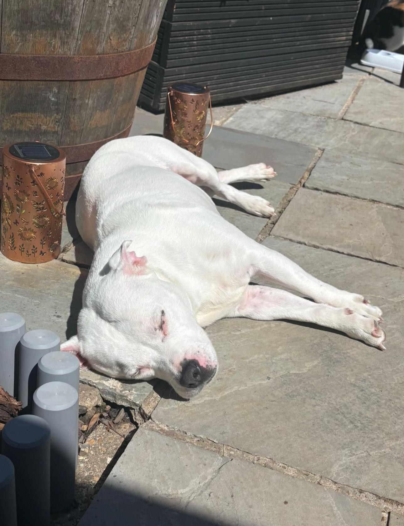@Daisy the staffy 🌼